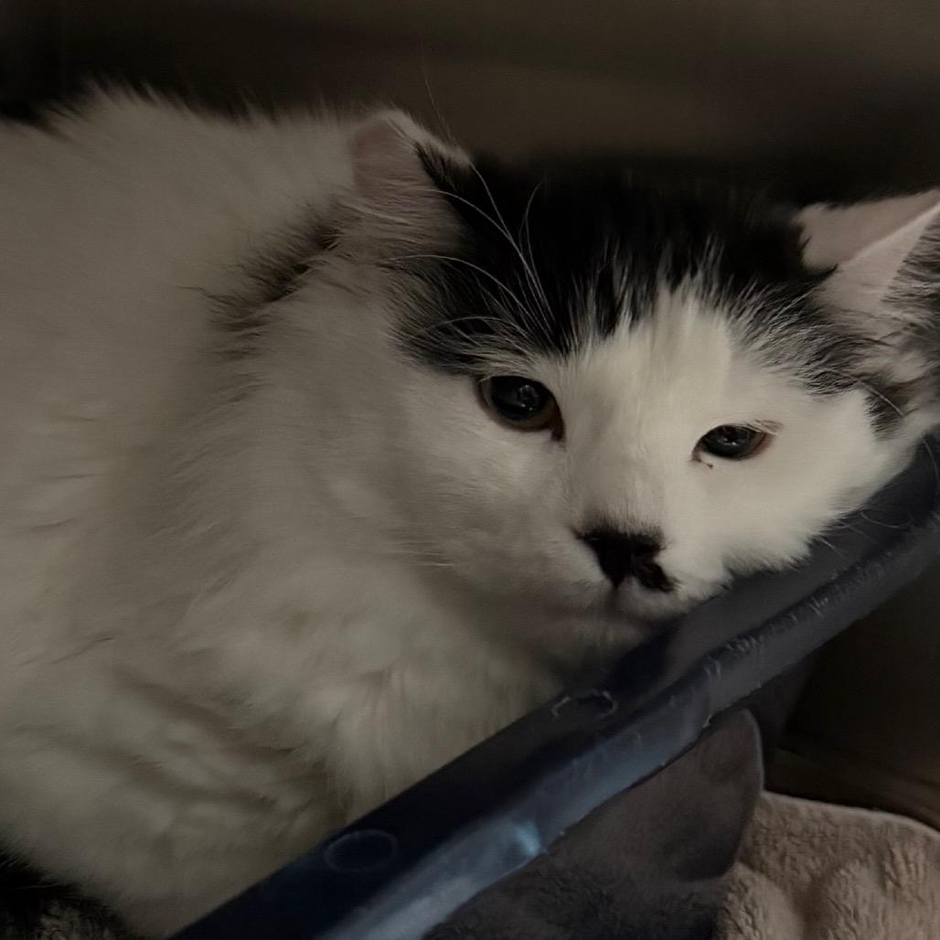 Enlarge Charlie, a Adoptable Domestic Medium Hair in Cedaredge, CO image 1/1