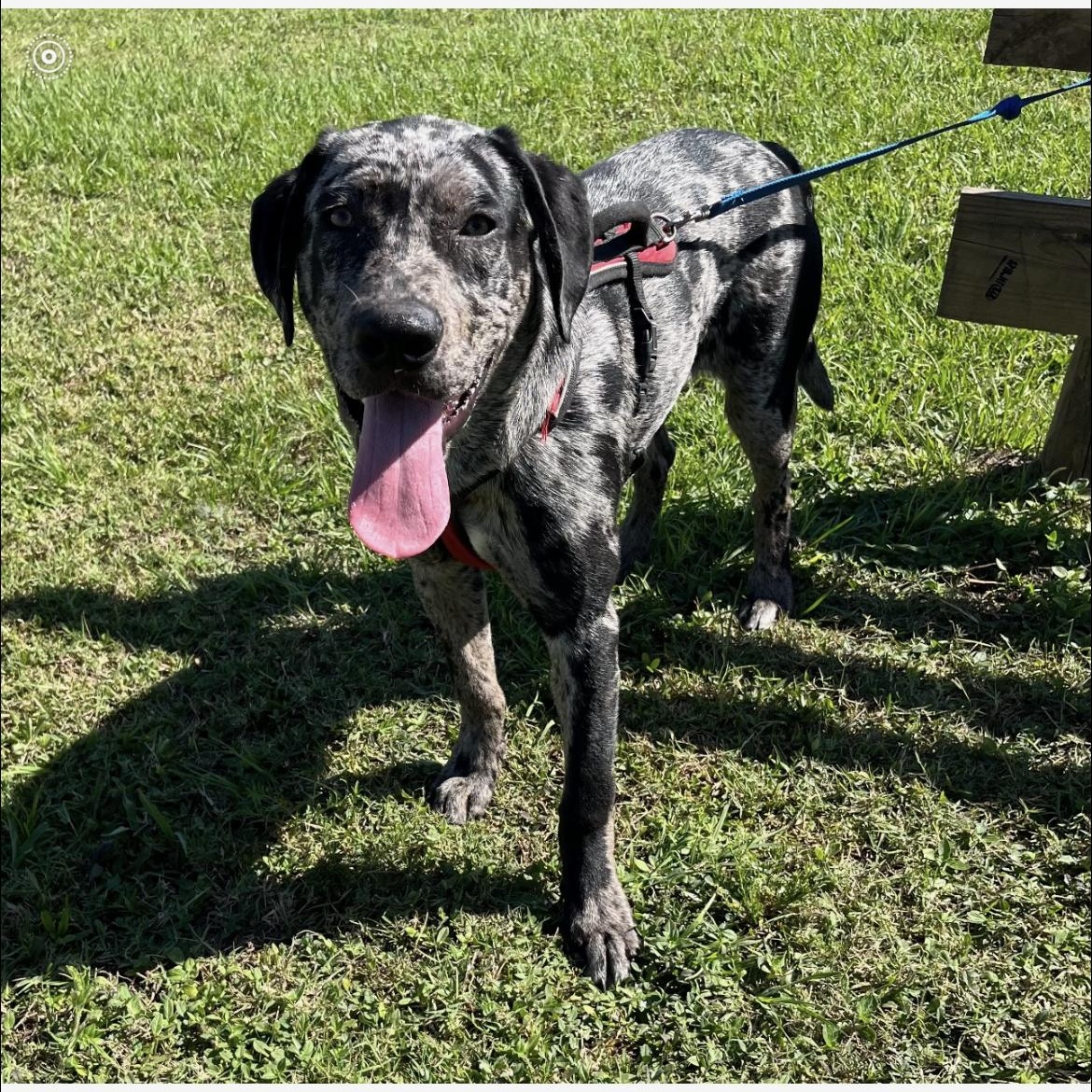 Gunner, Adopted, Young Male Catahoula Leopard Dog.