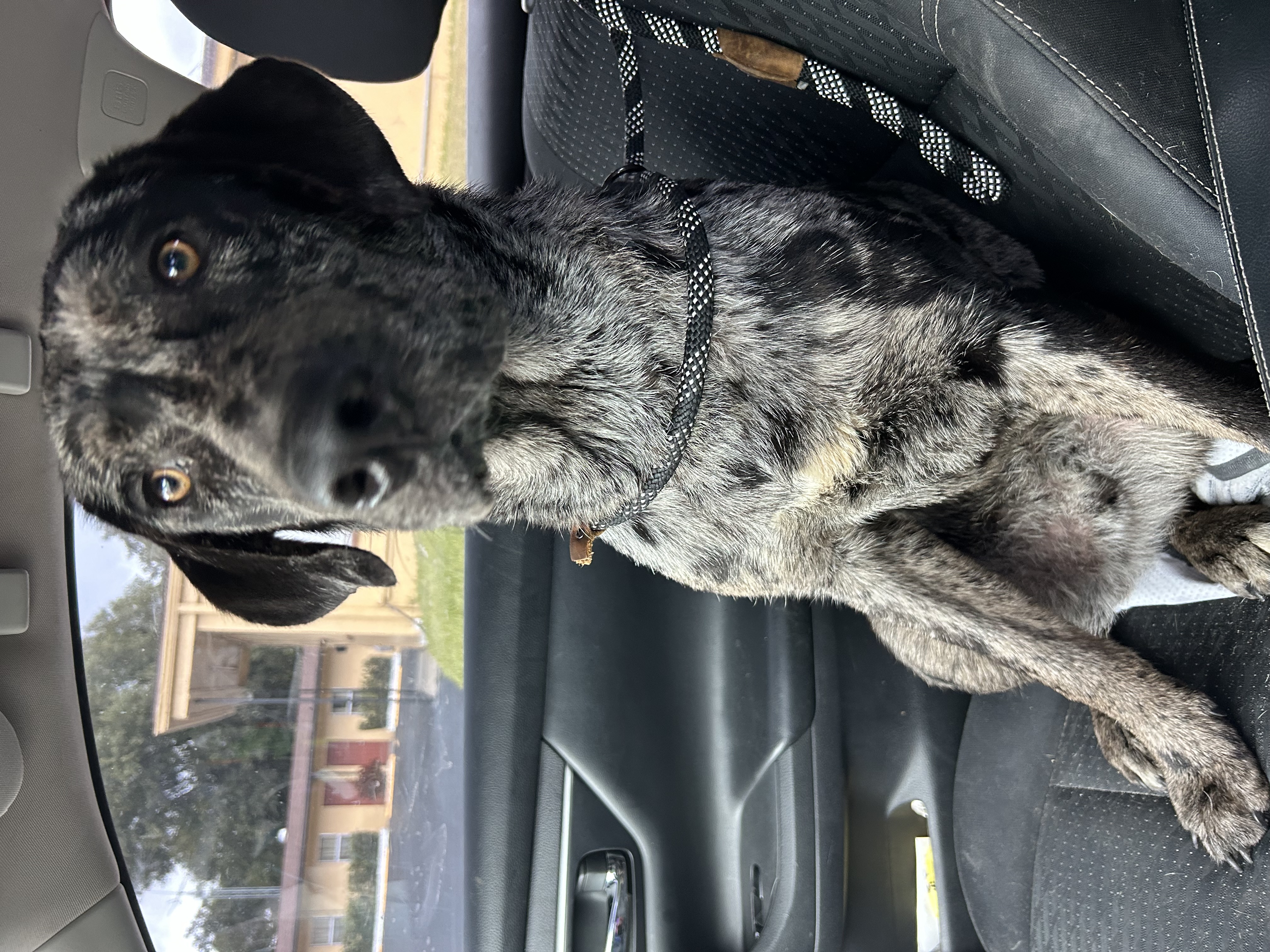 Enlarge Gunner, a Adopted Catahoula Leopard Dog in Haines city, FL image 2/2