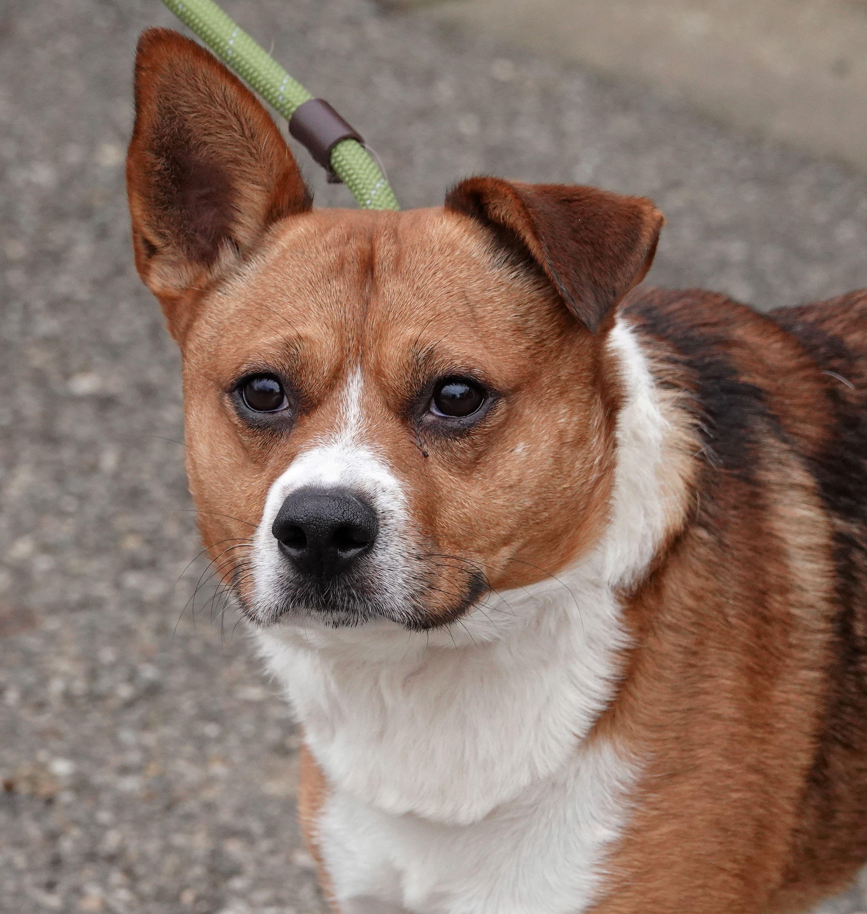 Enlarge Little Jack, a Adoptable mixed breed in Millfield, OH image 1/3