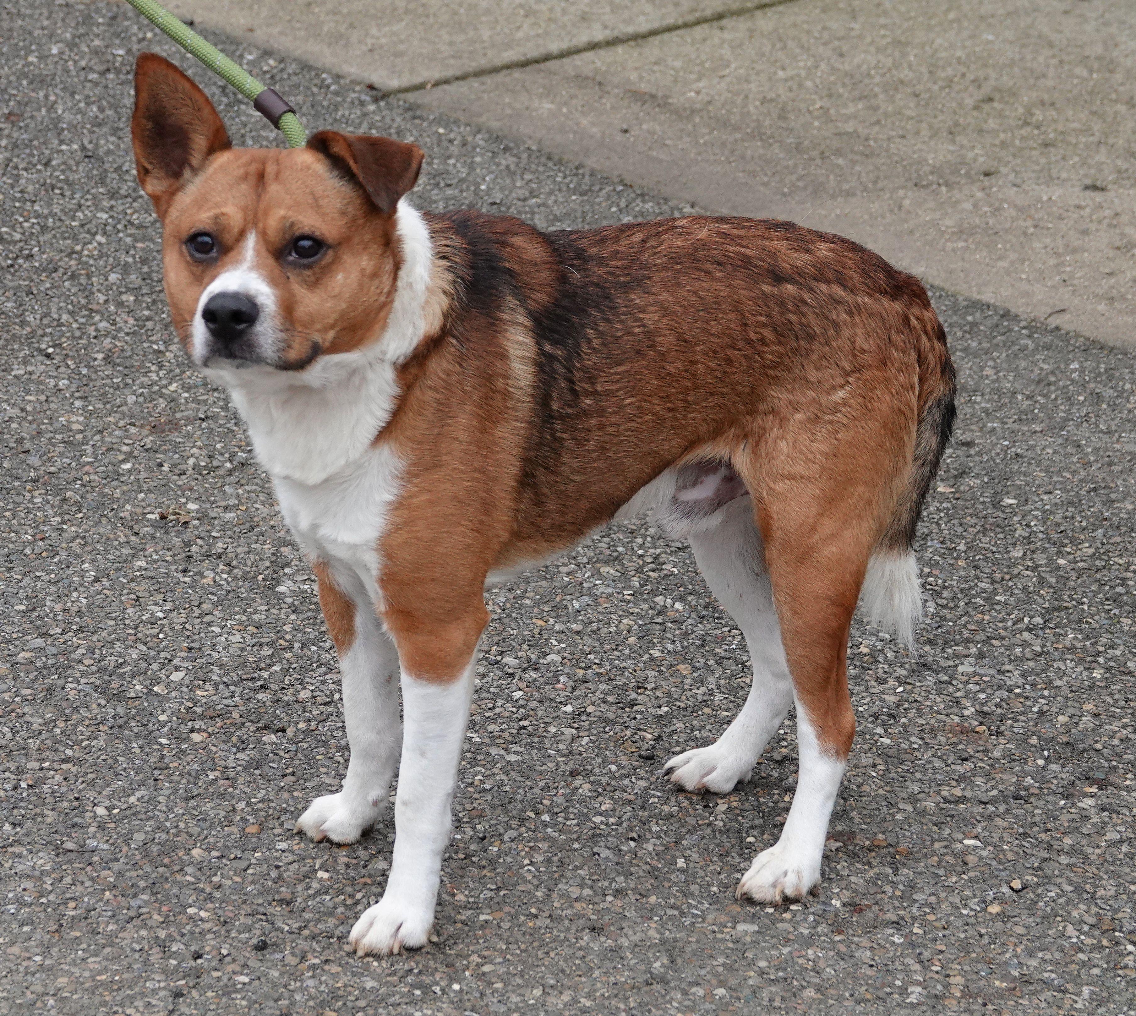 Enlarge Little Jack, a Adoptable mixed breed in Millfield, OH image 2/3