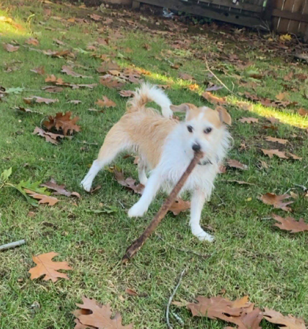 Enlarge Shaggy, a Adoptable mixed breed in Portland, OR image 2/2