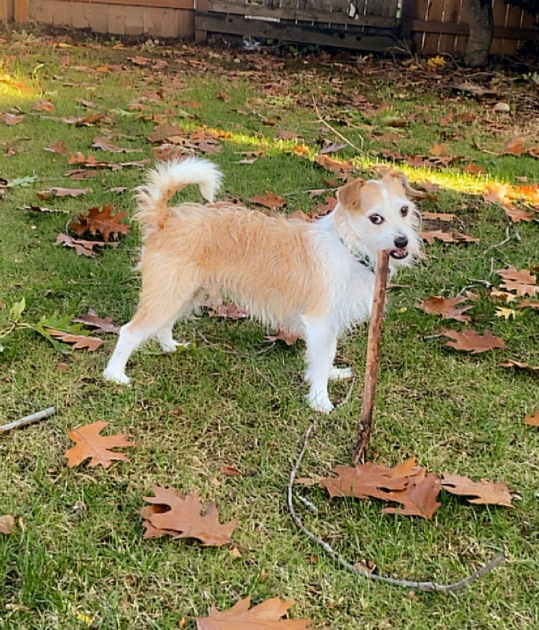 Enlarge Shaggy, a Adoptable mixed breed in Portland, OR image 1/2