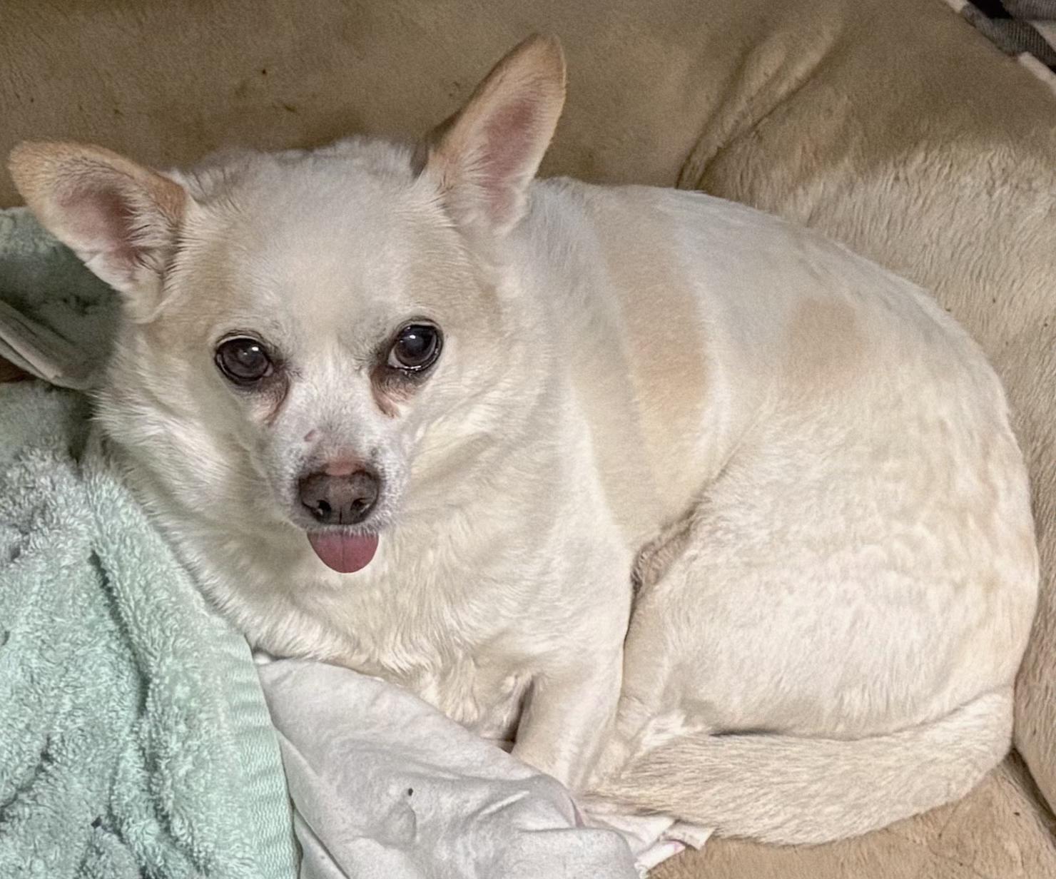 Mr. Juan-derful!, a ADOPTABLE Chihuahua in Glastonbury, CT image 5/6