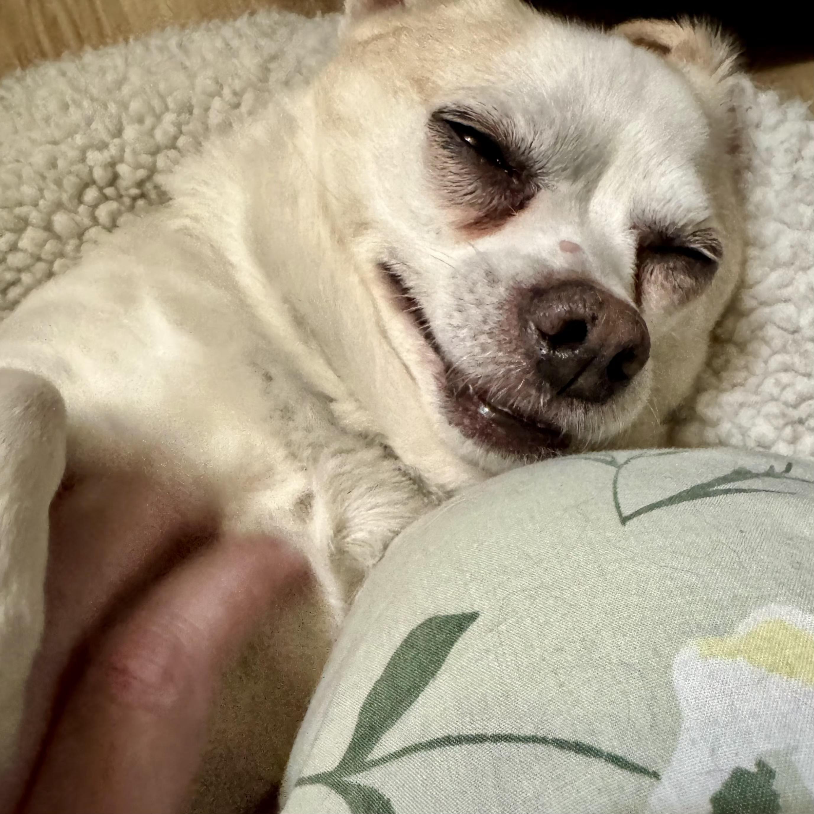 Mr. Juan-derful!, a ADOPTABLE Chihuahua in Glastonbury, CT image 2/6