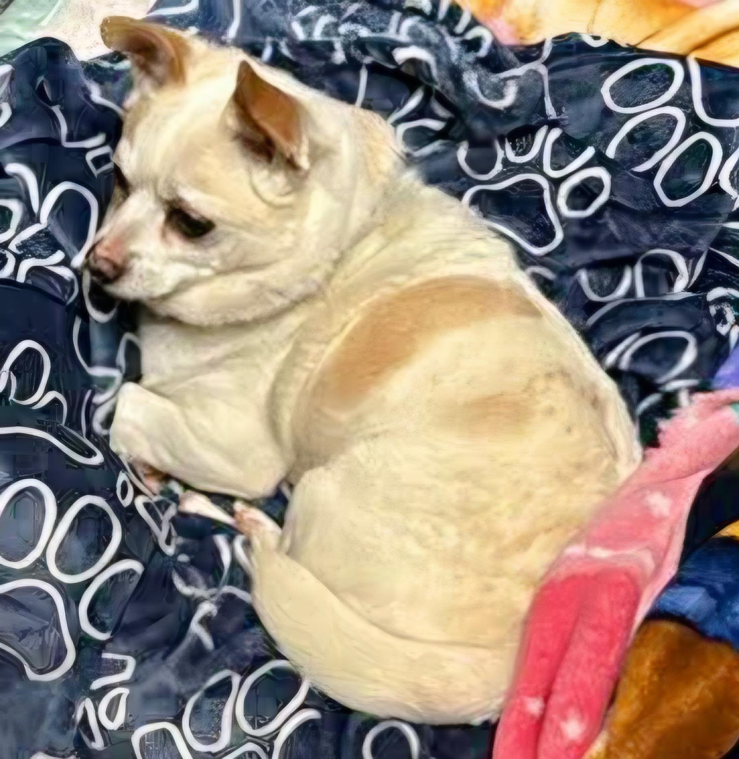 Mr. Juan-derful!, a ADOPTABLE Chihuahua in Glastonbury, CT image 6/6