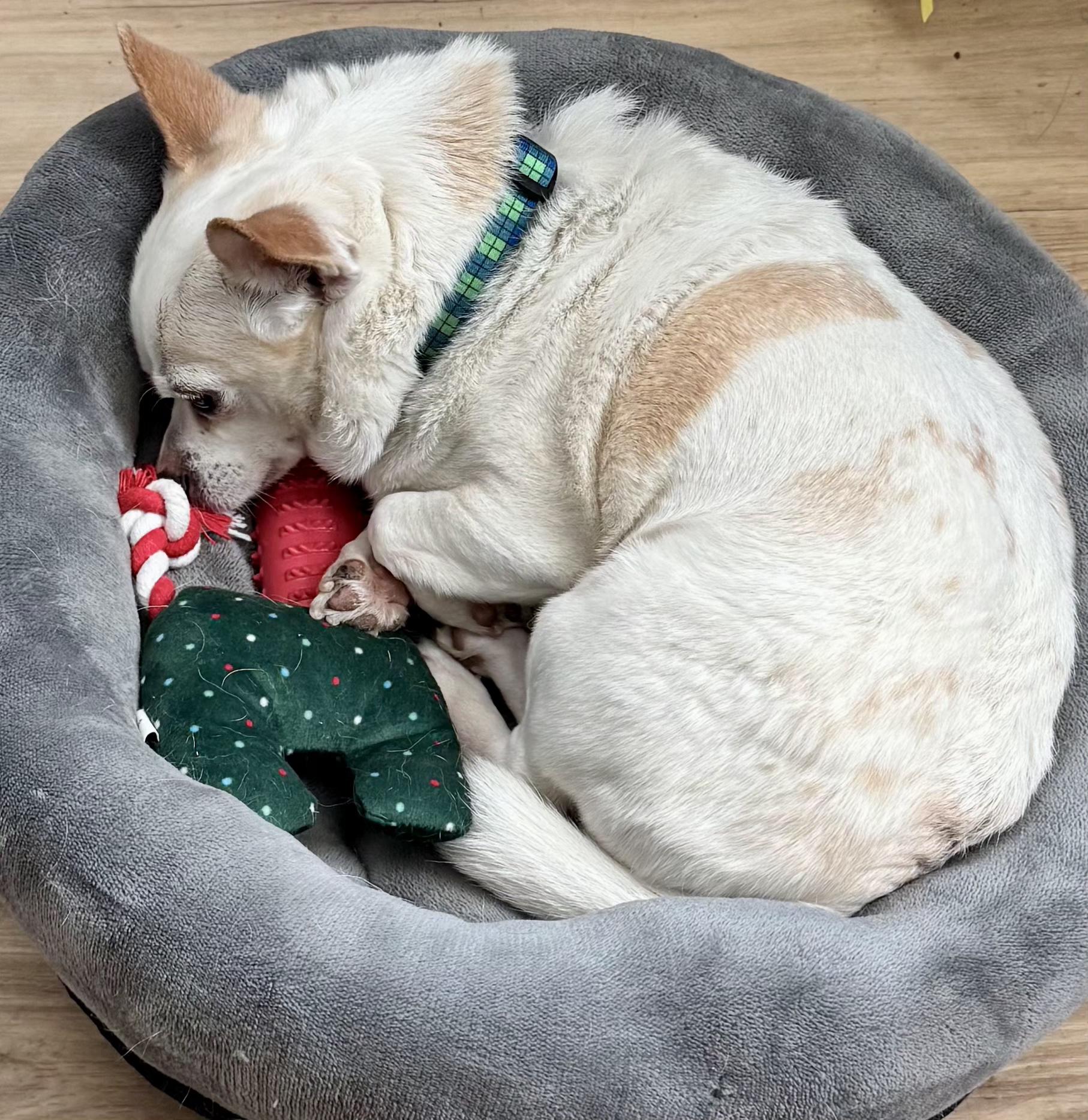 Mr. Juan-derful!, a ADOPTABLE Chihuahua in Glastonbury, CT image 3/6