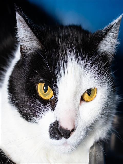 LILY, Adoptable, Adult Female Domestic Short Hair.