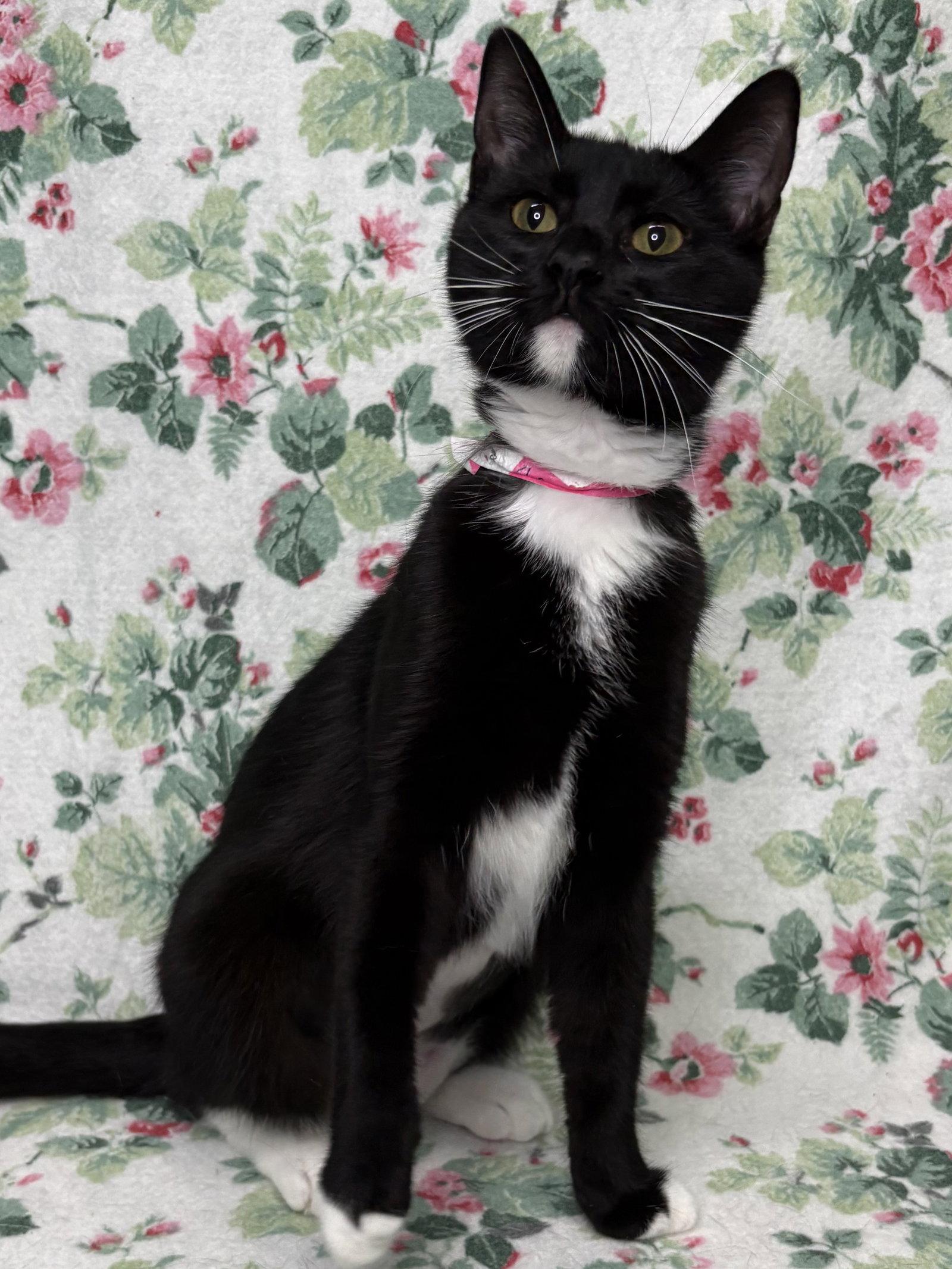260920  Margie, Adoptable, Adult Female Domestic Short Hair.