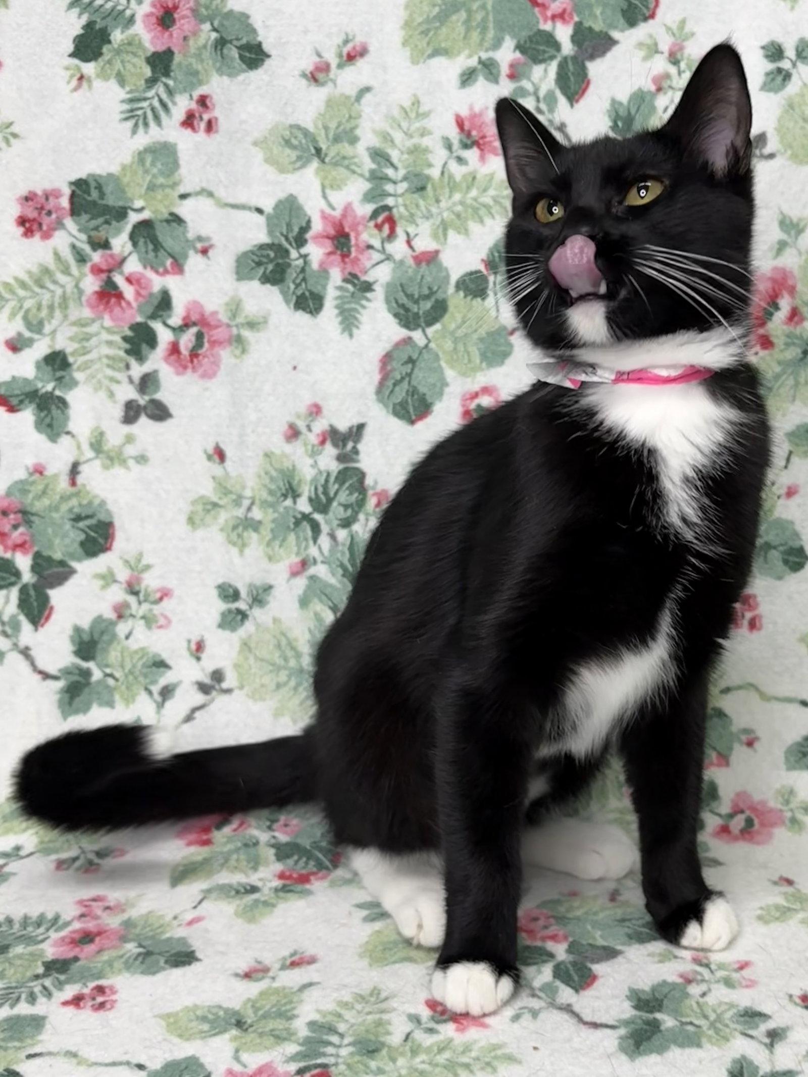 Enlarge 260920  Margie, a Adoptable Domestic Short Hair in Wetumpka, AL image 2/2