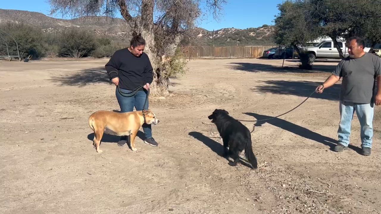 Enlarge Goose, a Adopted mixed breed in Carmel-by-the-Sea, CA video 6/6