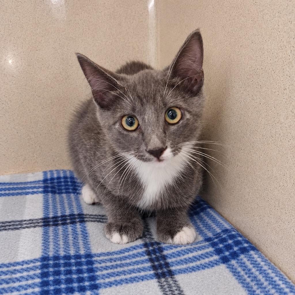 Teeny, Adoptable, Kitten Male Domestic Short Hair.