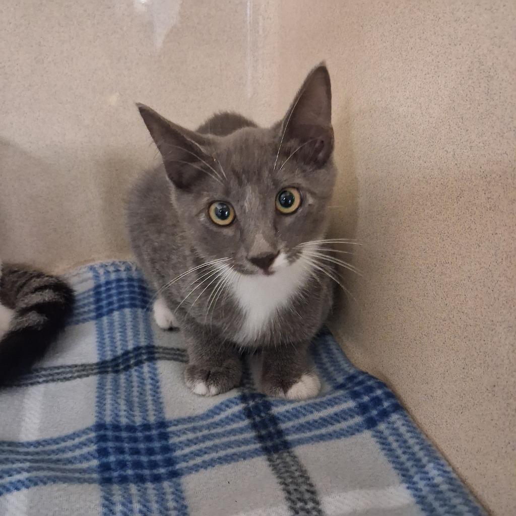 Enlarge Teeny, a Adoptable mixed breed in Gautier, MS image 2/2