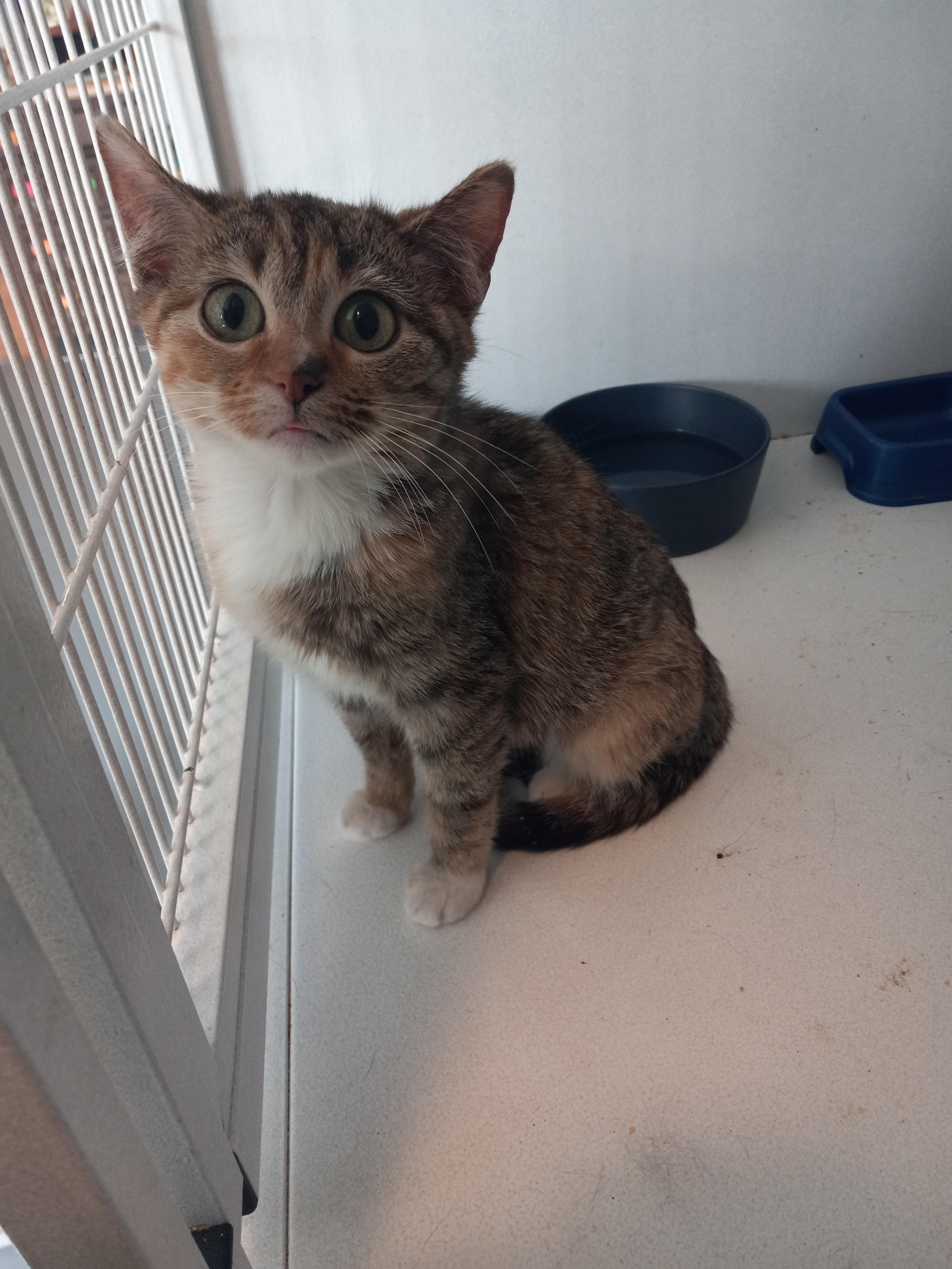 Spicey, Baby Female Domestic Short Hair