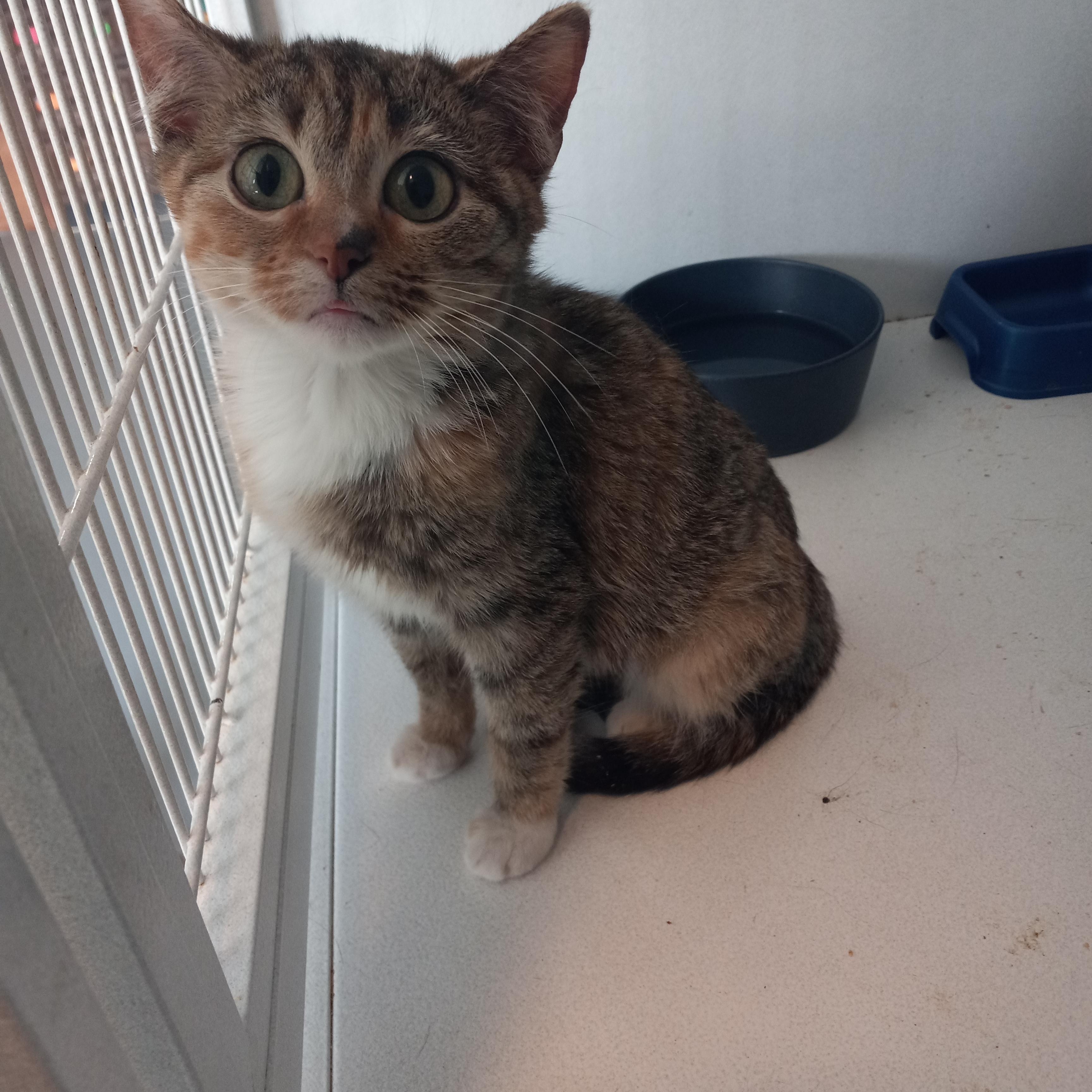 Spicey, a Adoptable Domestic Short Hair in Iowa Falls, IA image 2/4