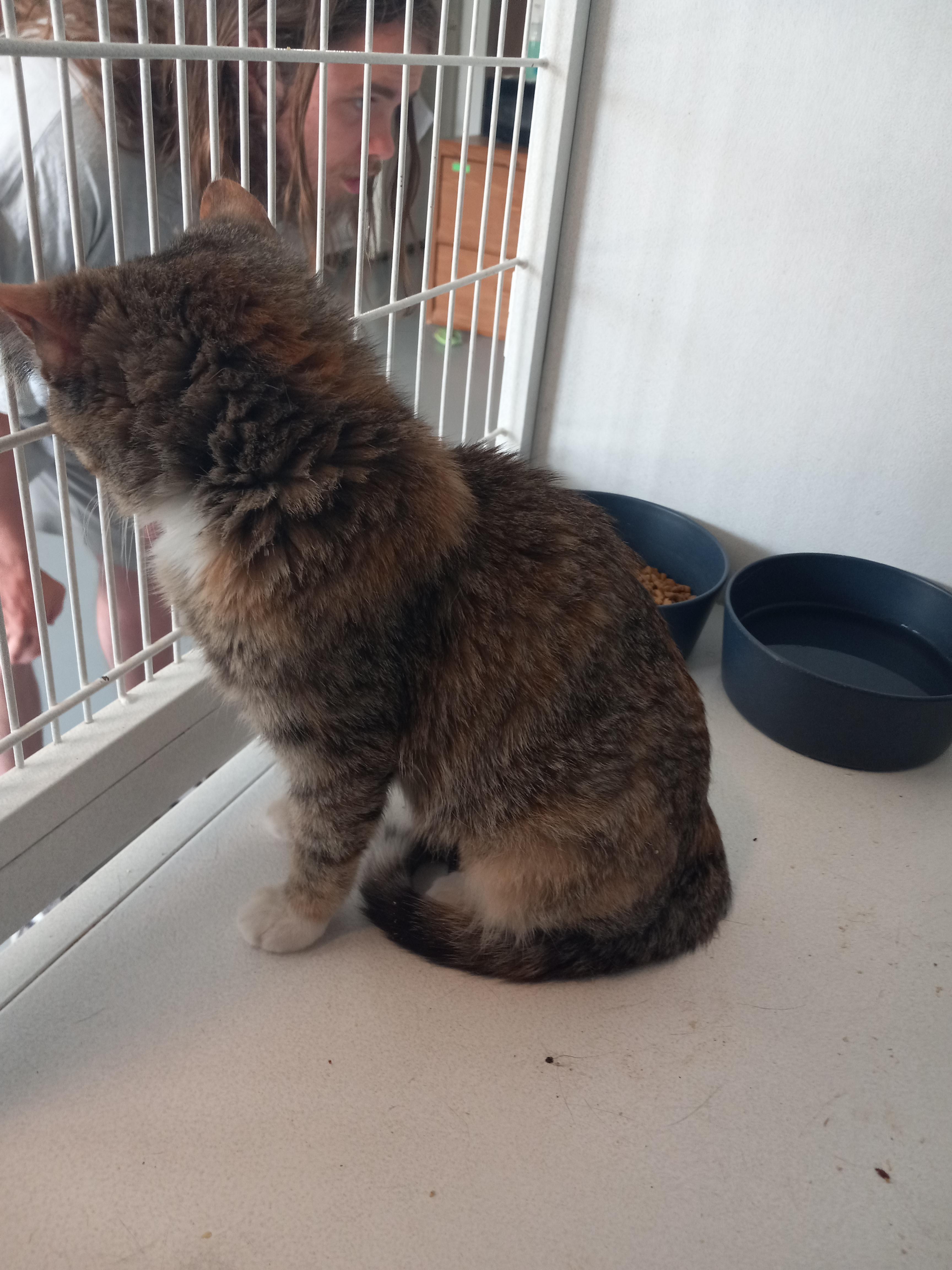 Spicey, a Adoptable Domestic Short Hair in Iowa Falls, IA image 3/4