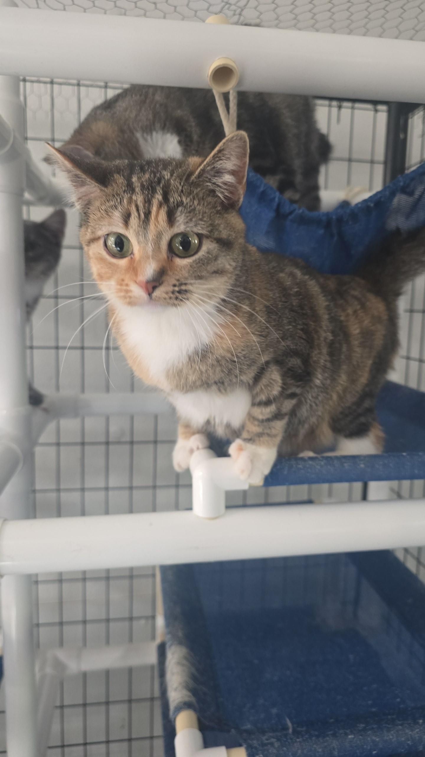 Spicey, Adoptable, Kitten Female Domestic Short Hair.