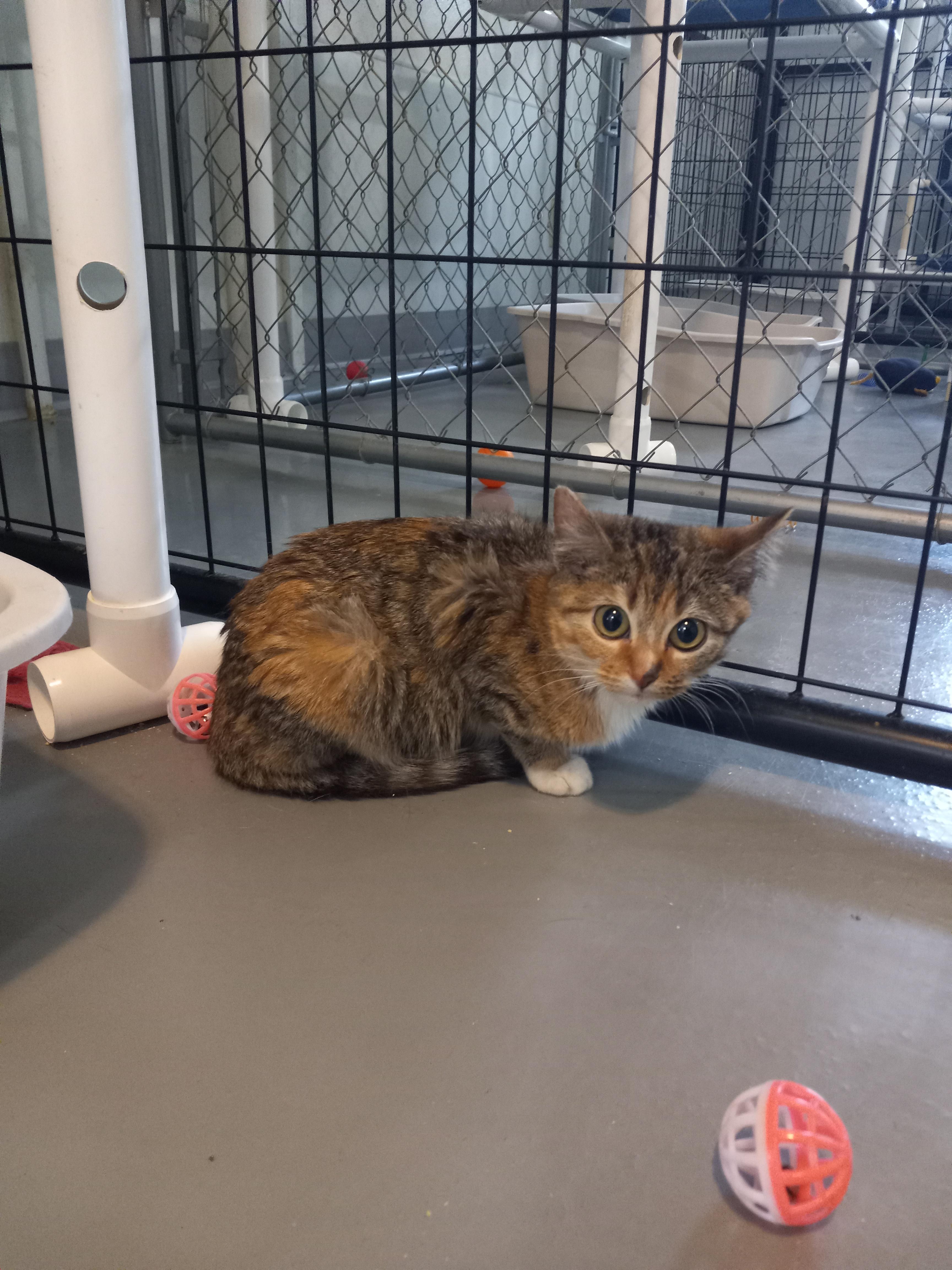 Spicey, a Adoptable Domestic Short Hair in Iowa Falls, IA image 4/4