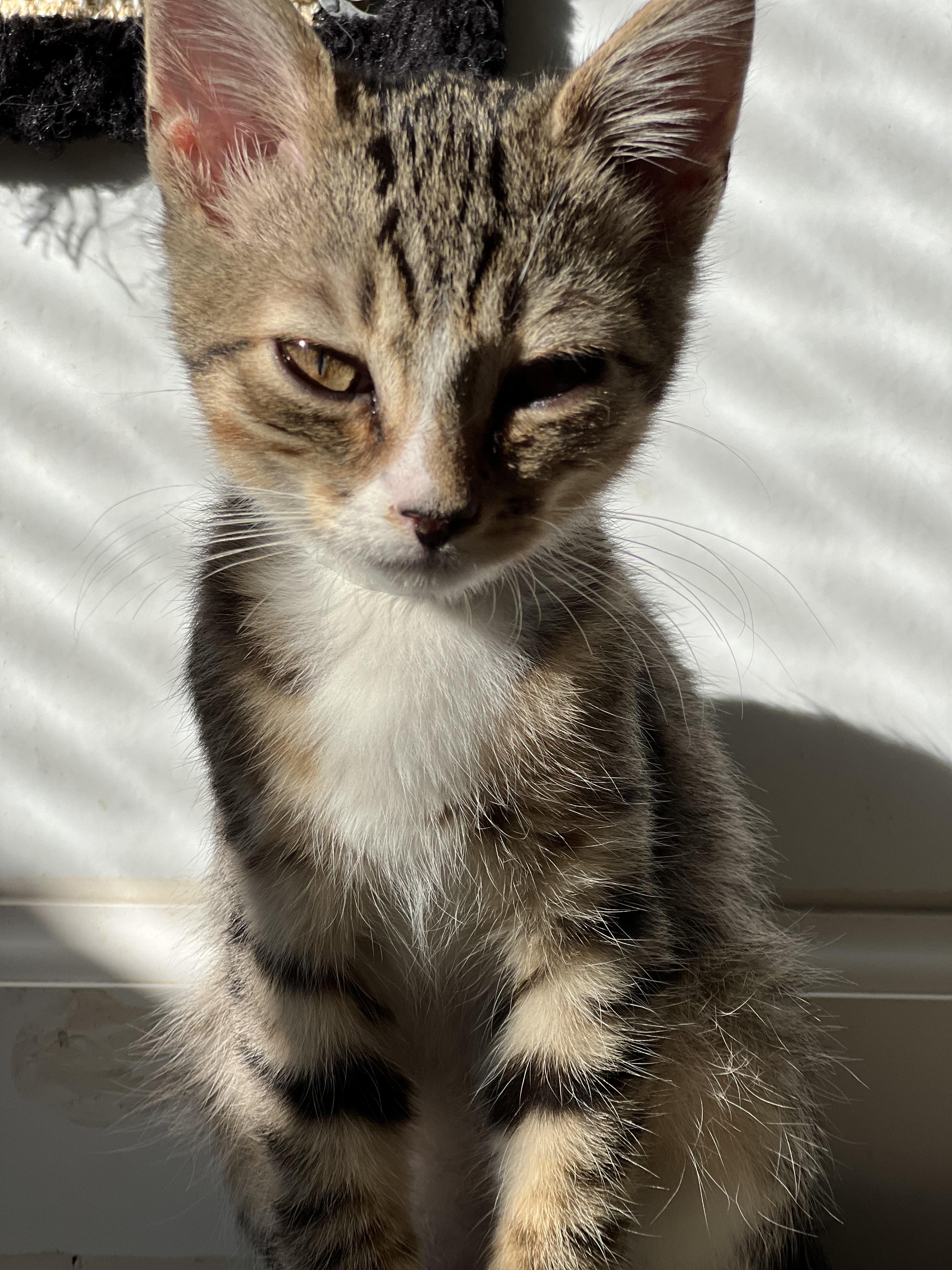 Enlarge Luke, a Adoptable Tabby in Crescent City, CA image 3/5