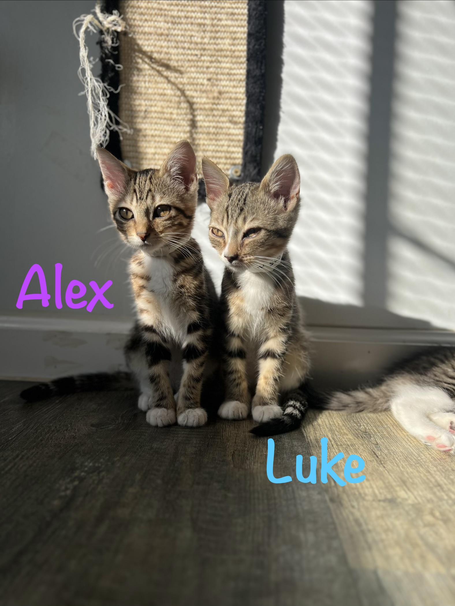 Enlarge Luke, a Adoptable Tabby in Crescent City, CA image 4/5