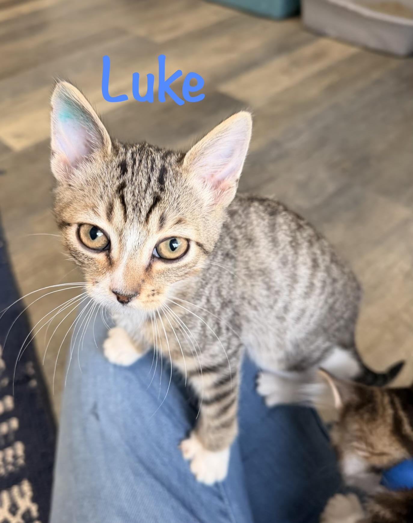 Luke, Adoptable, Kitten Male Tabby.