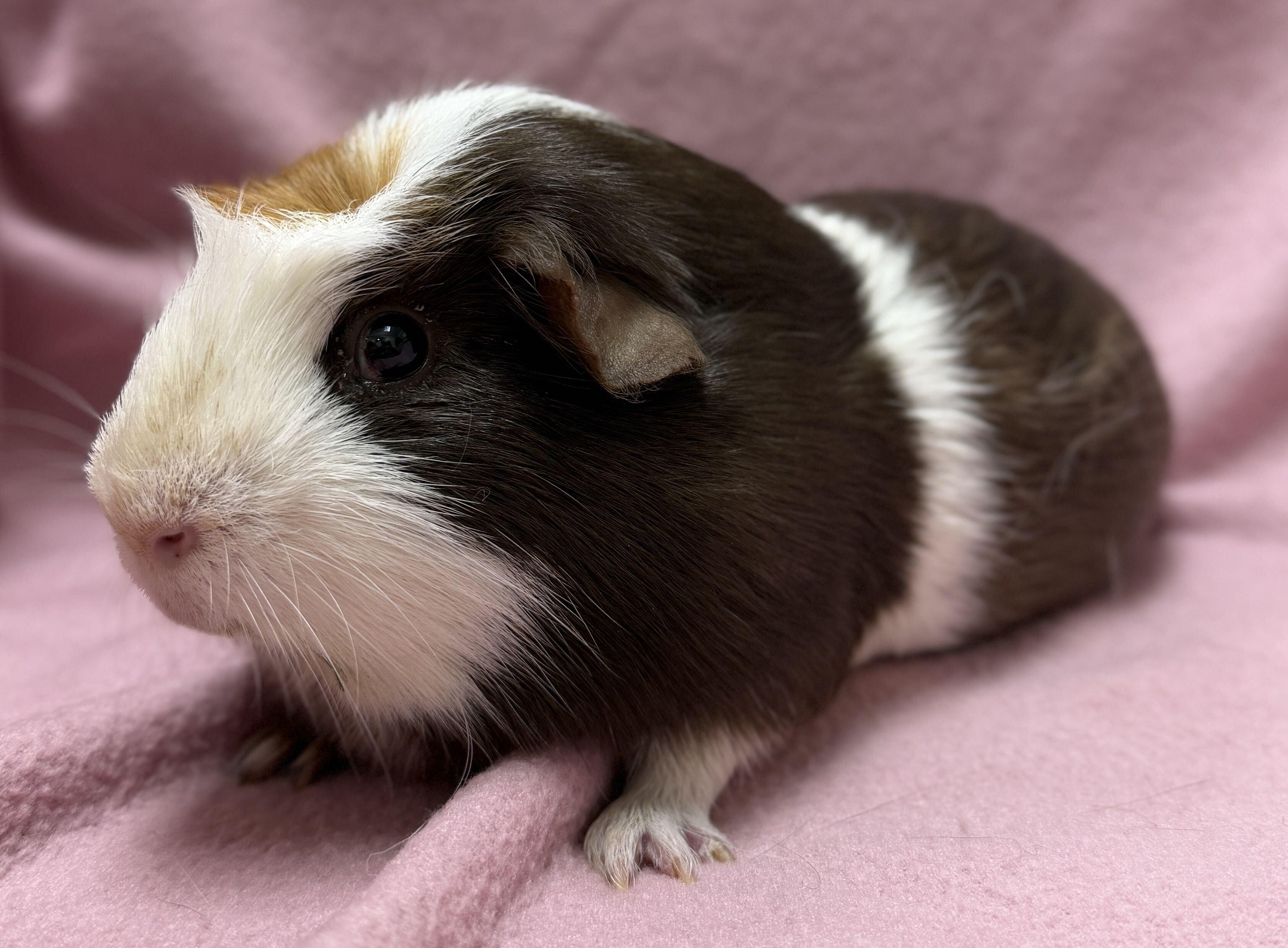 Enlarge Dilly, a Adoptable mixed breed in Jefferson, WI image 2/2
