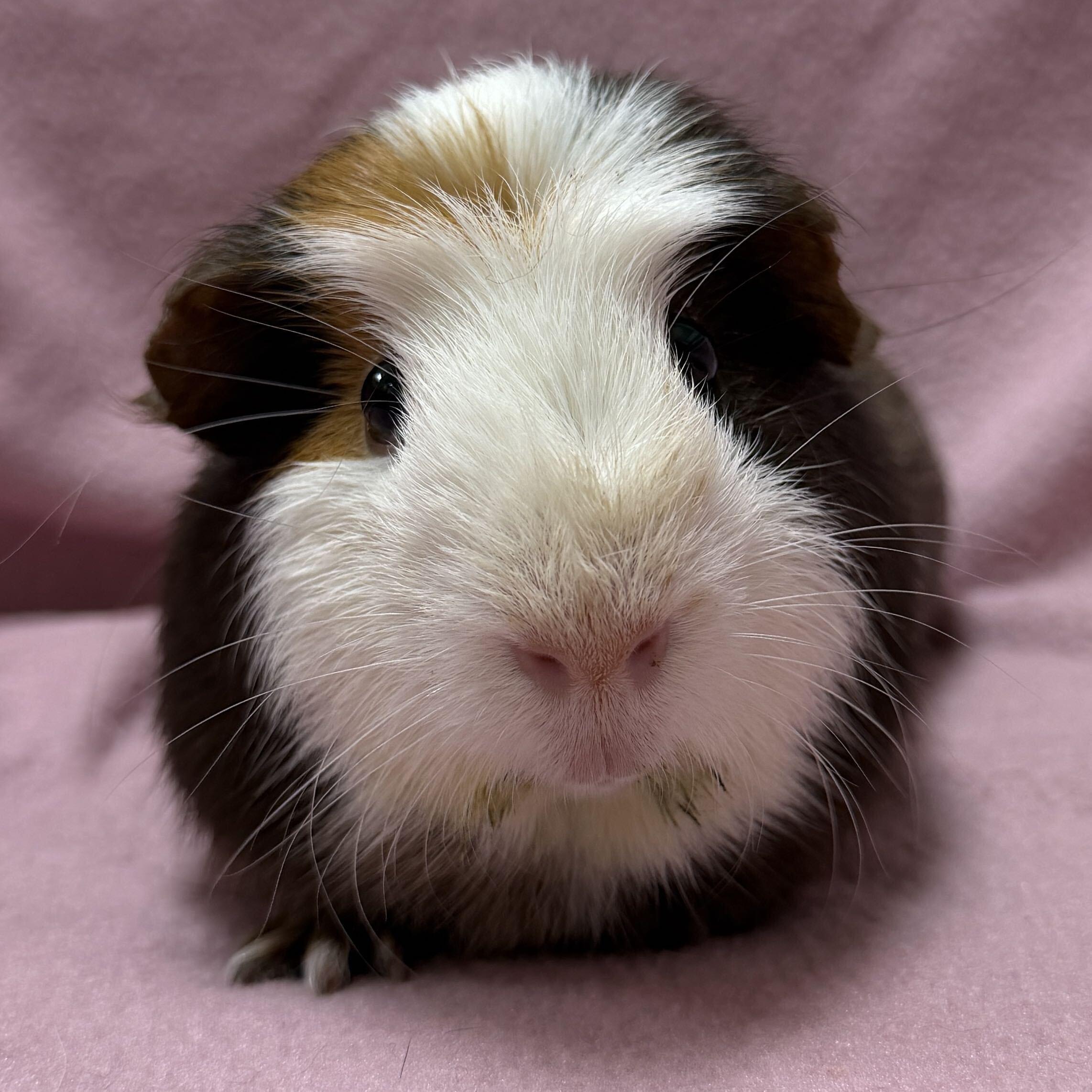 Dilly, Adoptable, Adult Male Guinea Pig.