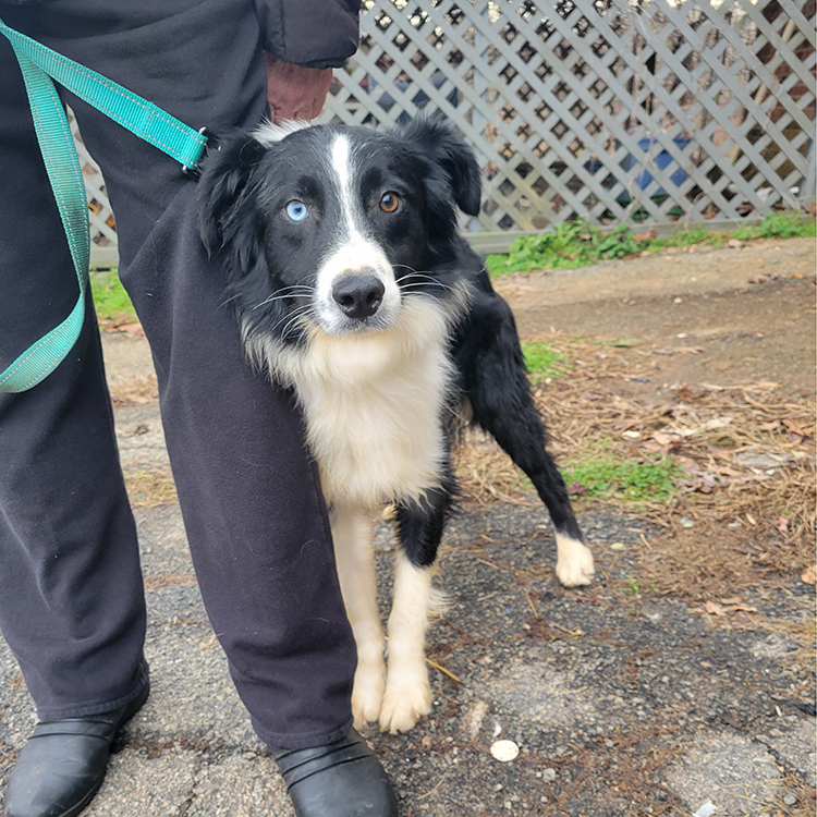 Baxter, Adopted, Adult Male Border Collie & Australian Shepherd.