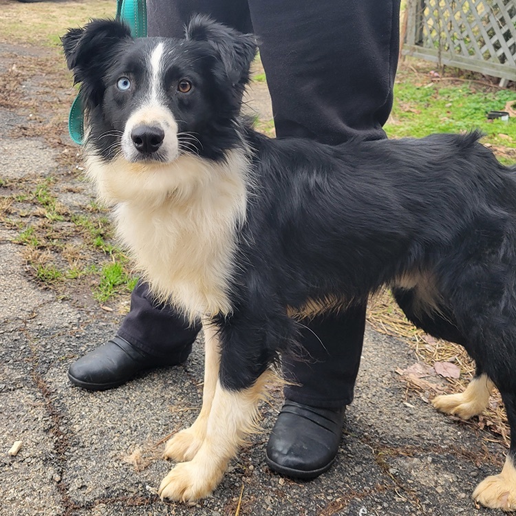 Baxter, a Adopted mixed breed in Lincolnton, NC image 2/2