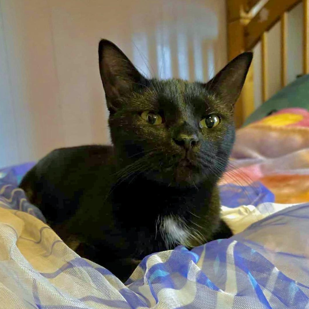 SugarCone, Adoptable, Young Female Domestic Short Hair.