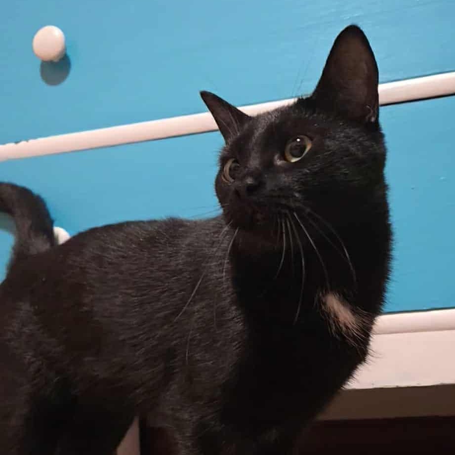 Enlarge SugarCone, a Adoptable Domestic Short Hair in East Amherst, NY image 2/6