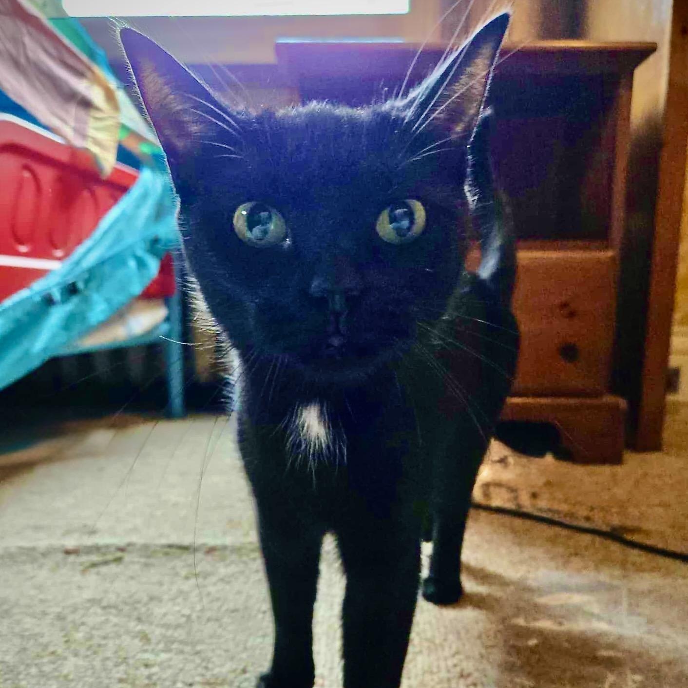 Enlarge SugarCone, a Adoptable Domestic Short Hair in East Amherst, NY image 3/6