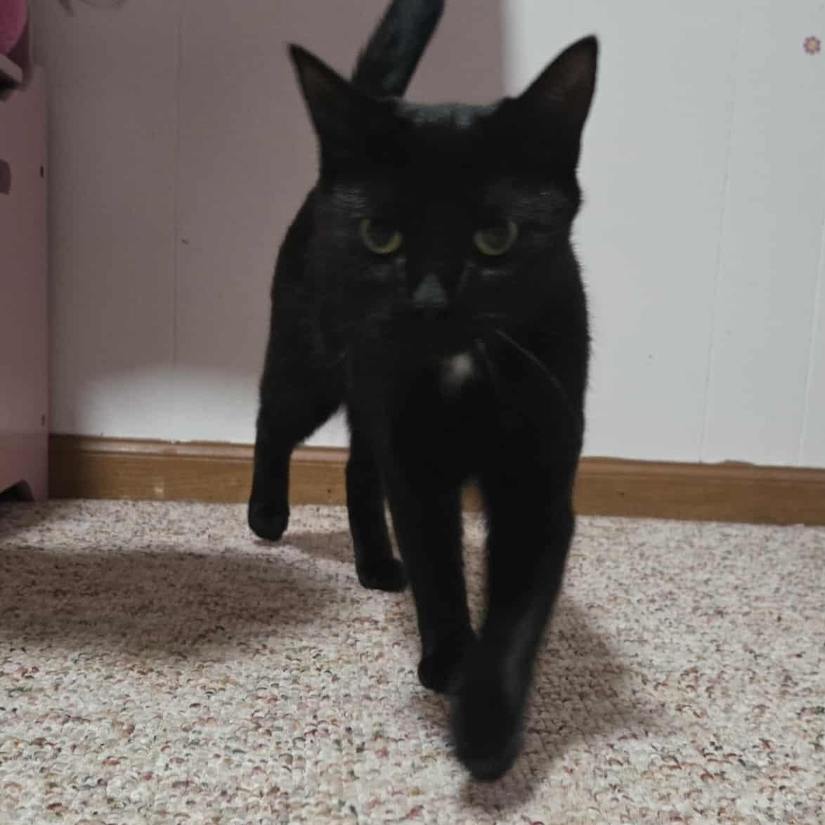 Enlarge SugarCone, a Adoptable Domestic Short Hair in East Amherst, NY image 5/6