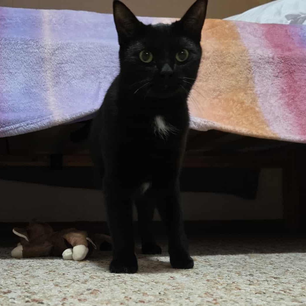 Enlarge SugarCone, a Adoptable Domestic Short Hair in East Amherst, NY image 6/6