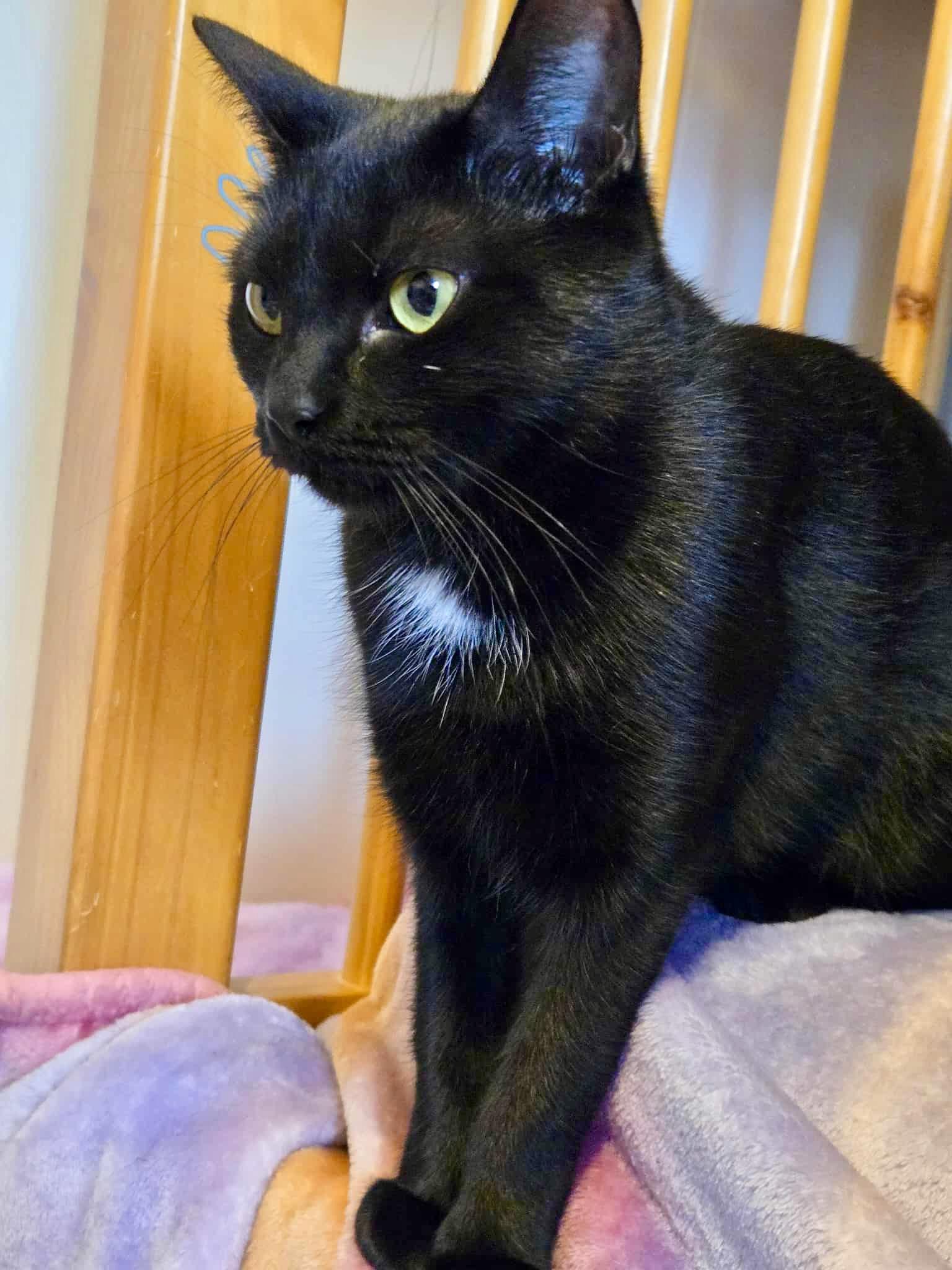 Enlarge SugarCone, a Adoptable Domestic Short Hair in East Amherst, NY image 4/6