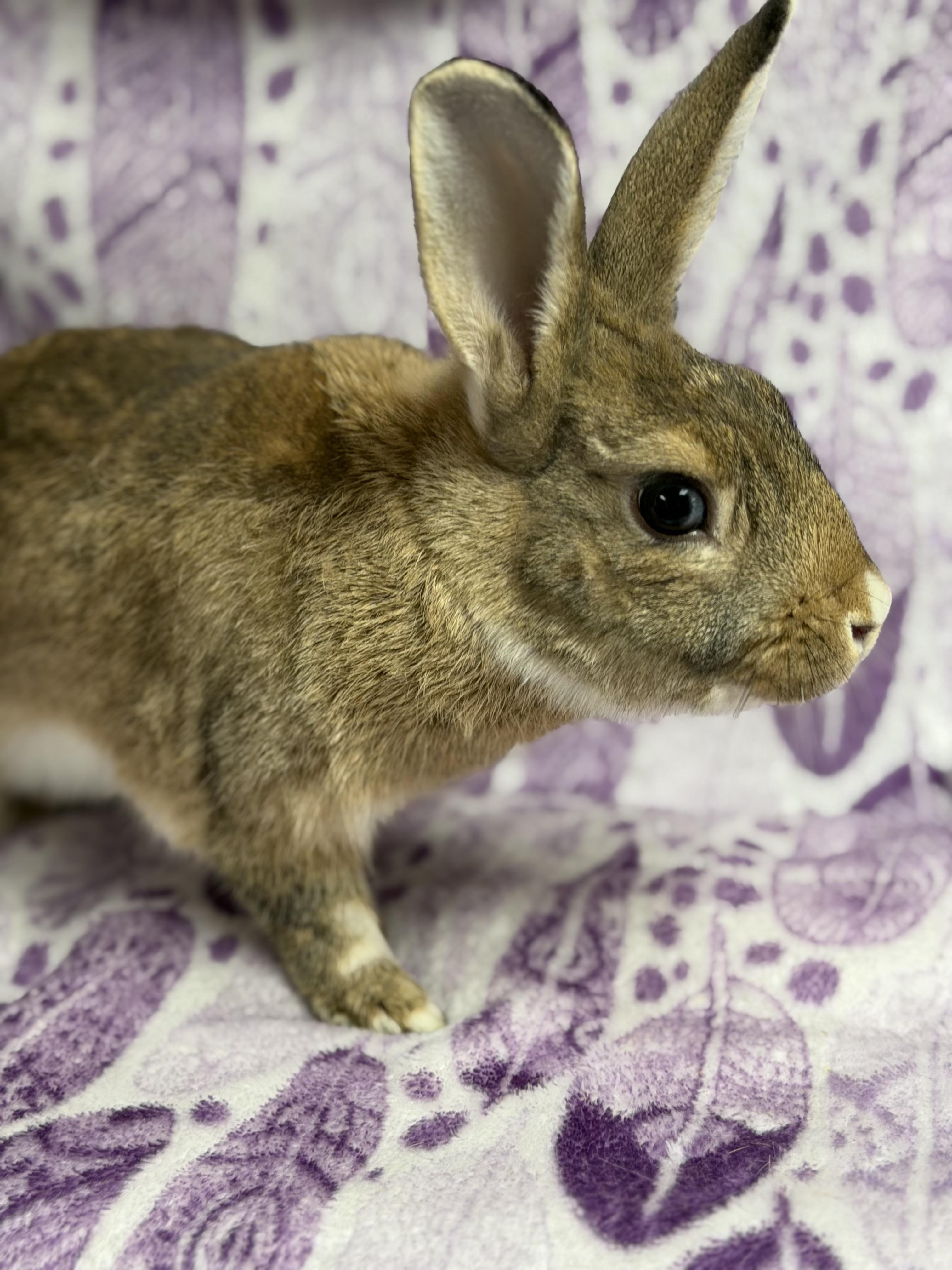 Jalapeño: video!!, ADOPTABLE, Young Male Dwarf.