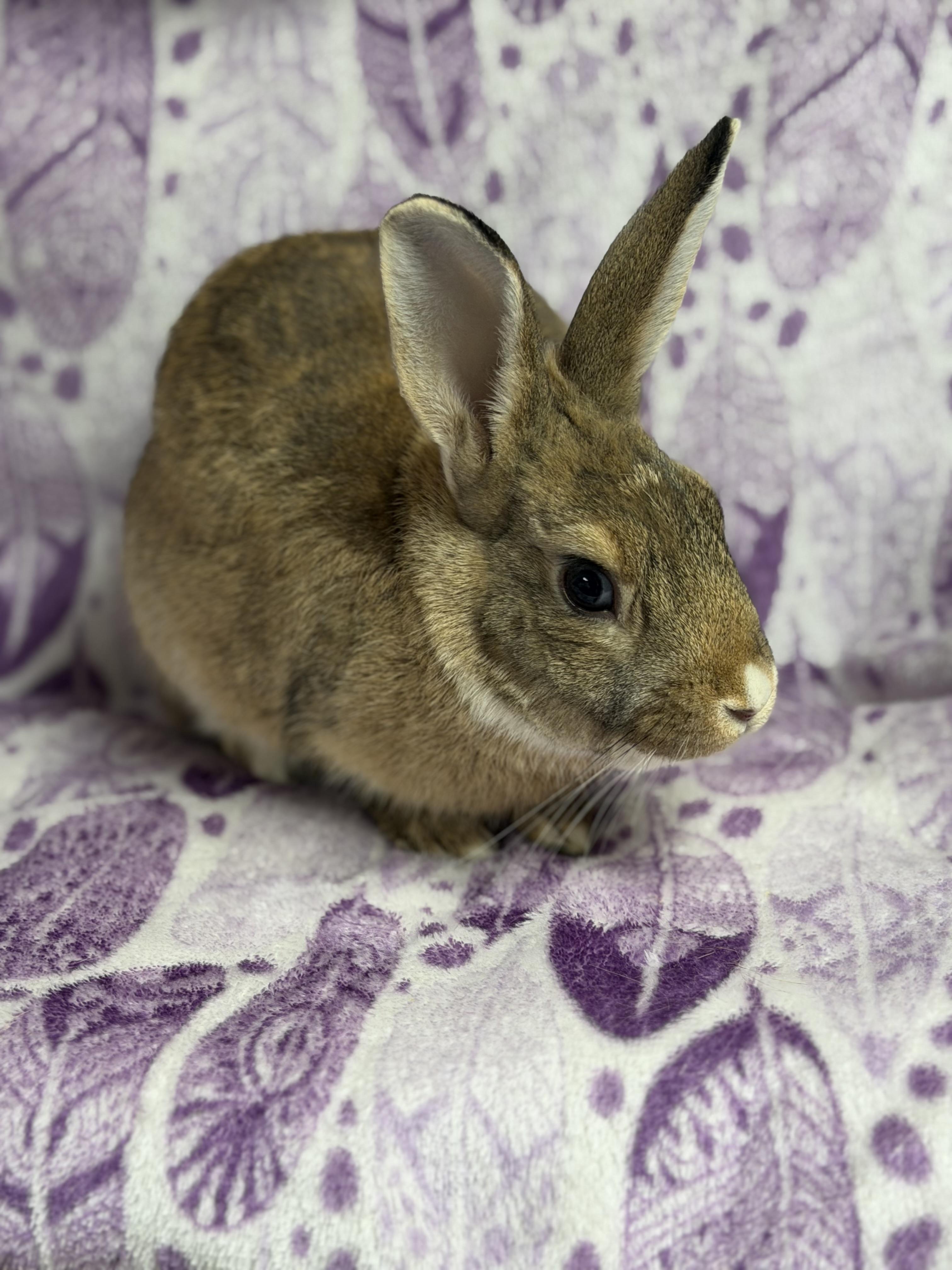 Jalapeño: video!!, a ADOPTABLE Dwarf in Edinburg, PA image 4/6