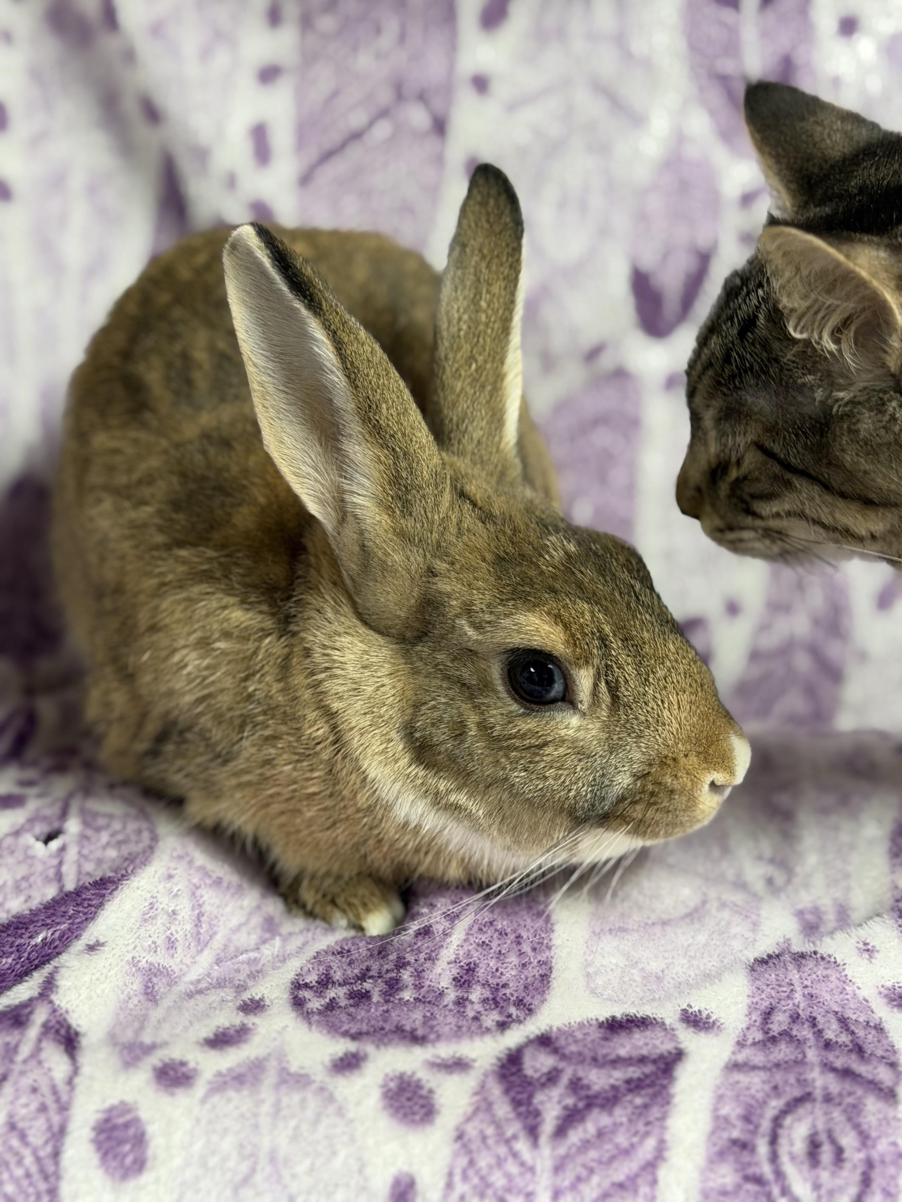 Jalapeño: video!!, a ADOPTABLE Dwarf in Edinburg, PA image 5/6