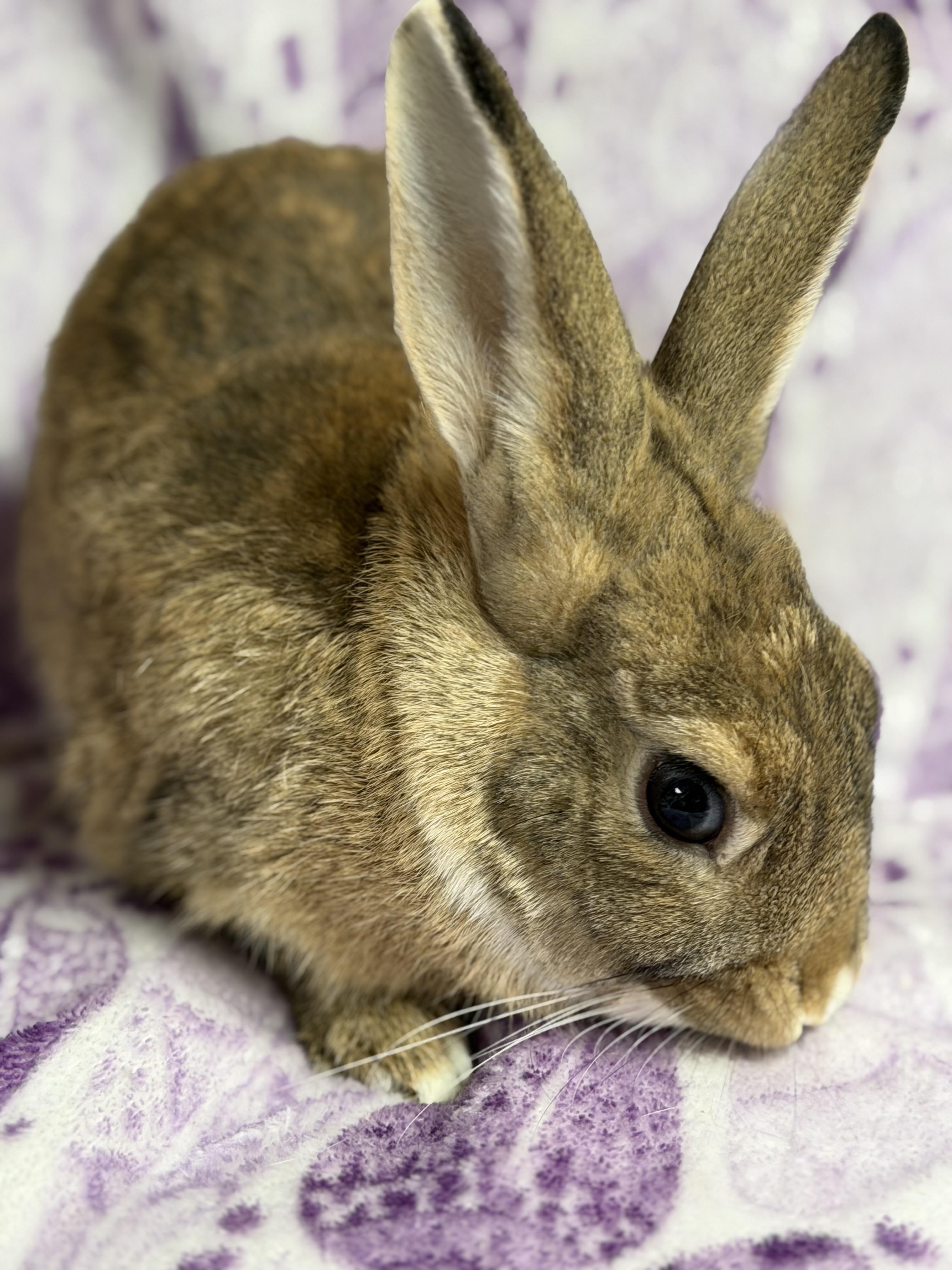 Jalapeño: video!!, a ADOPTABLE Dwarf in Edinburg, PA image 3/6