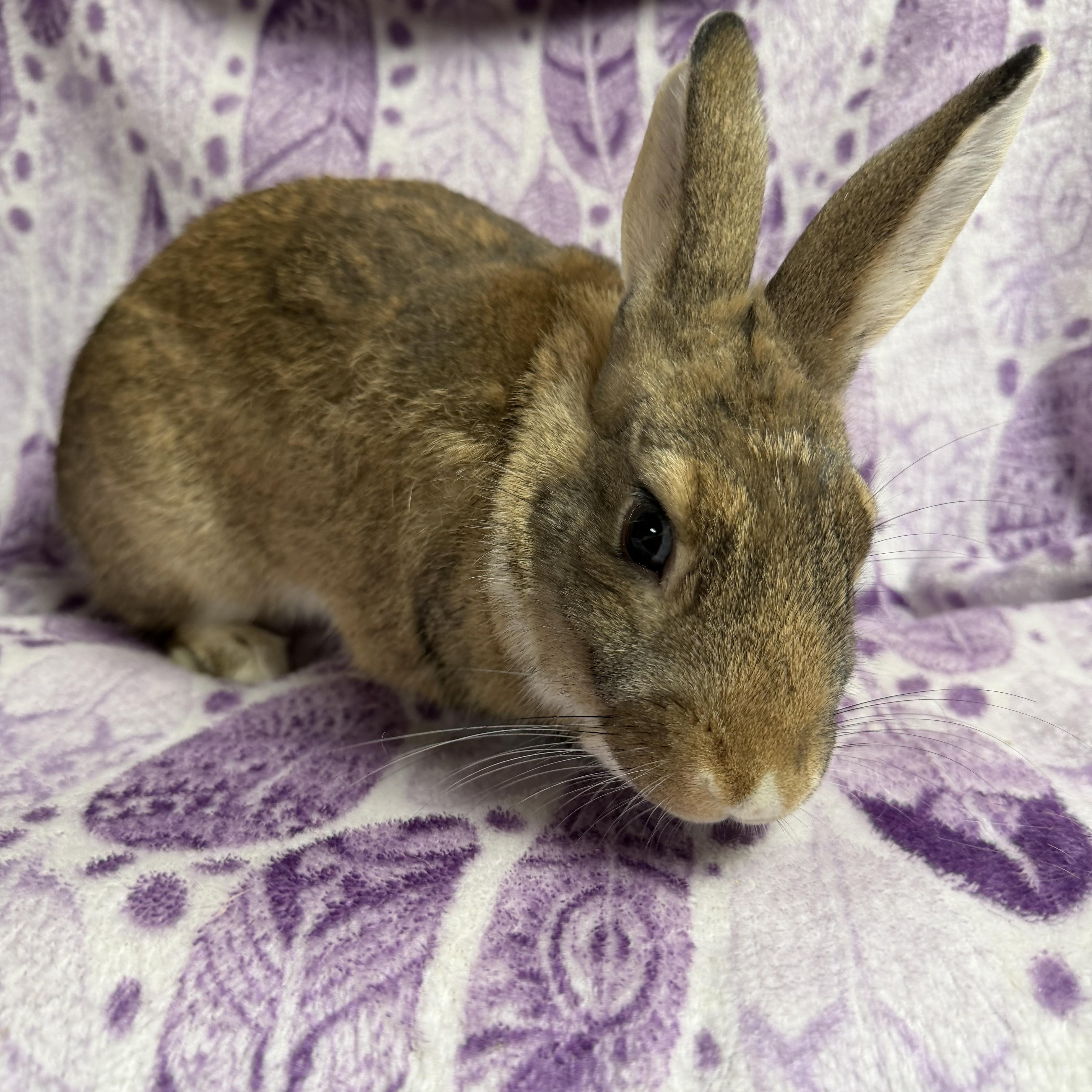 Jalapeño: video!!, a ADOPTABLE Dwarf in Edinburg, PA image 2/6