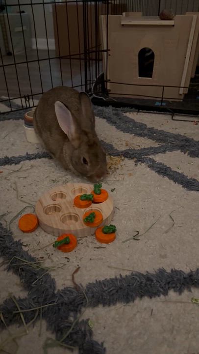 Enlarge Jalapeño: video!!, a ADOPTABLE Dwarf in Edinburg, PA video 6/6