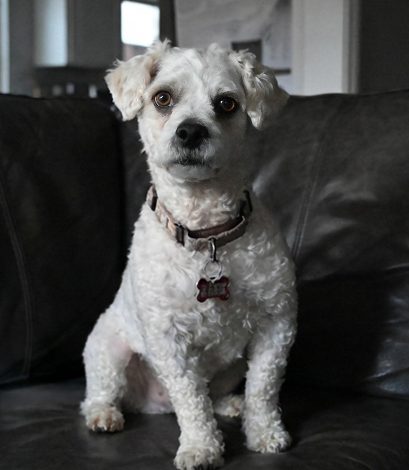 Juicy Fruit, Adopted, Adult Male Bichon Frise.