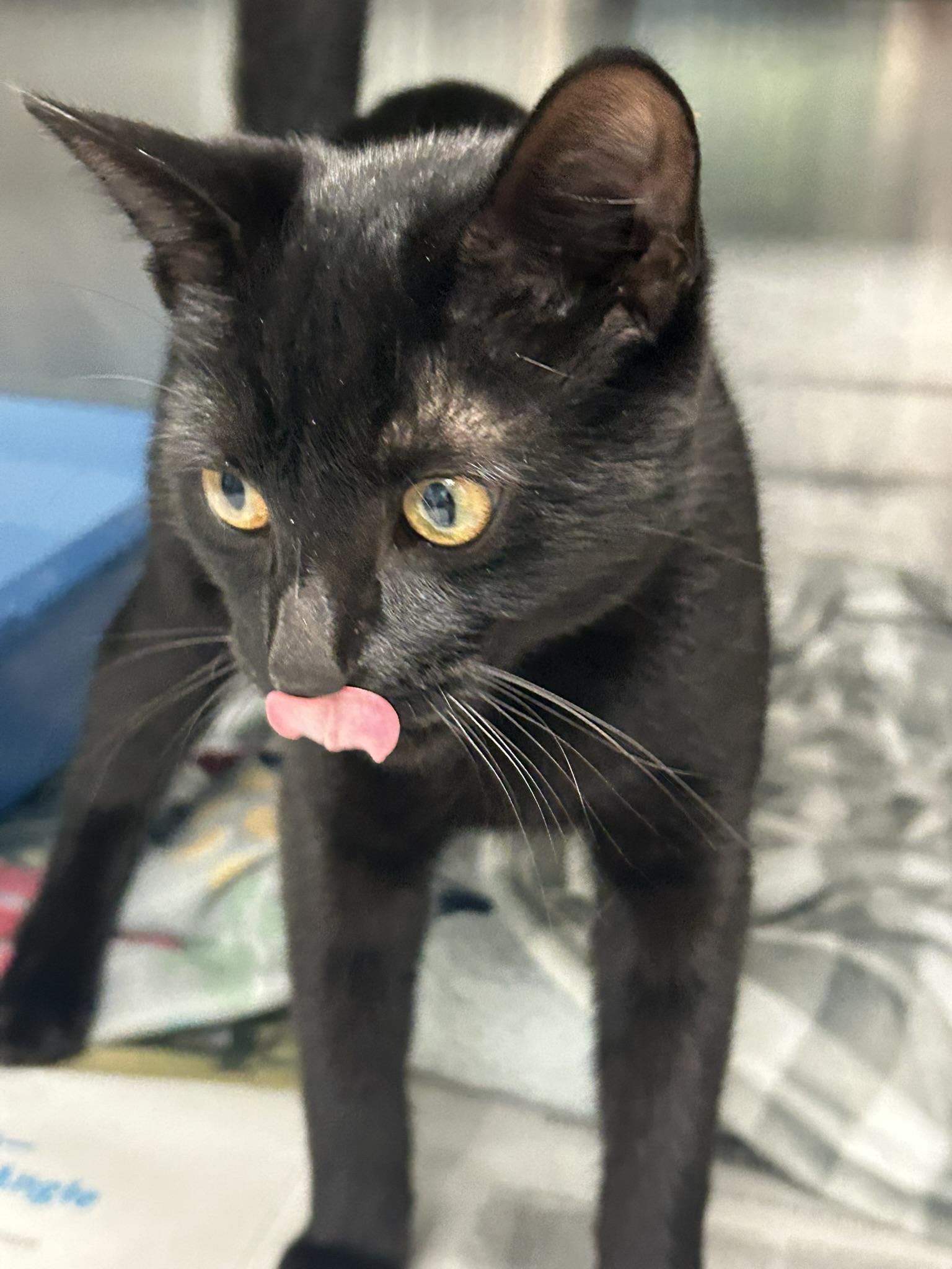 Simba, Adoptable, Young Male Domestic Short Hair.