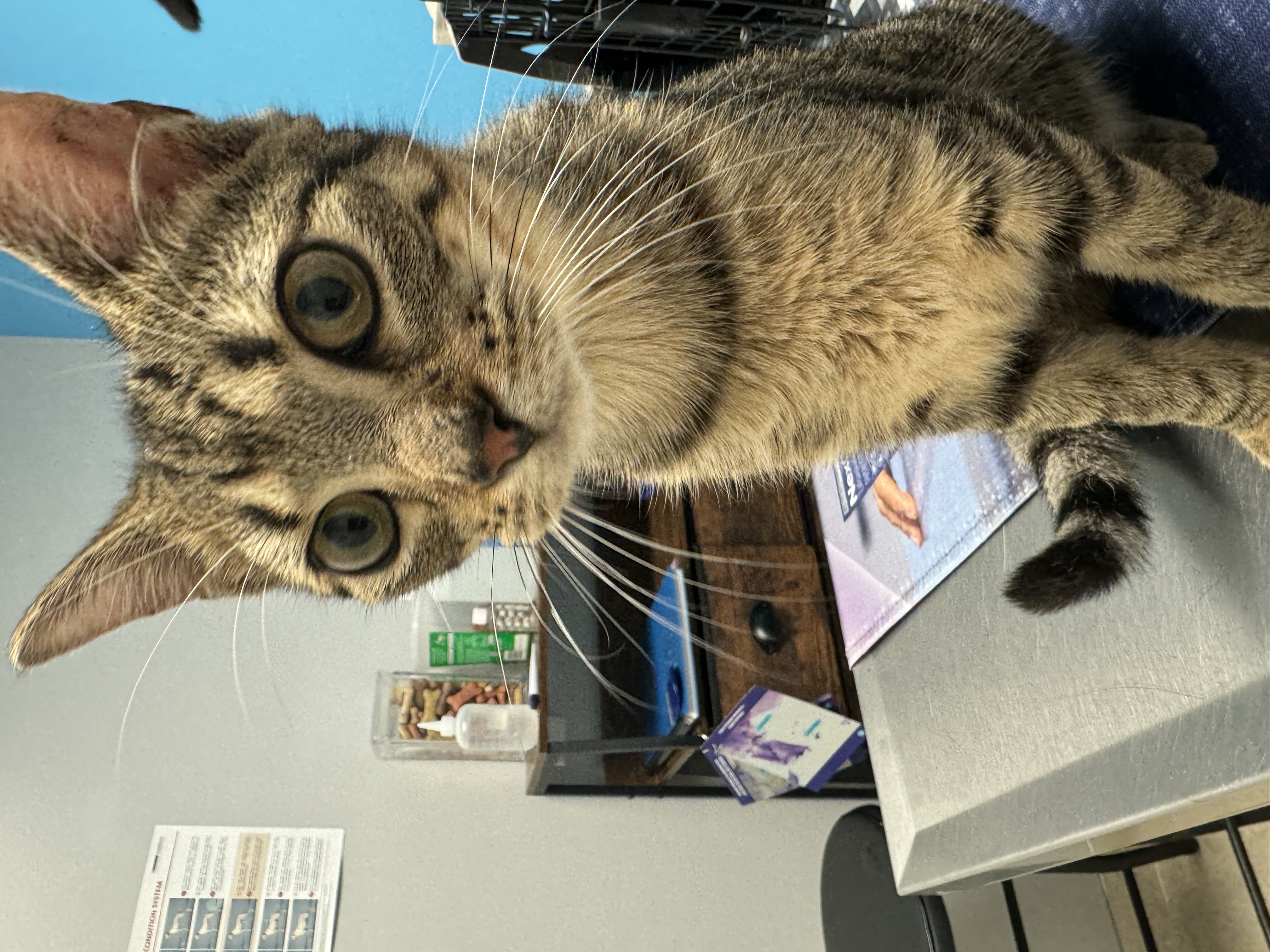 Trogdor the Burninator, Adopted, Young Male American Shorthair.