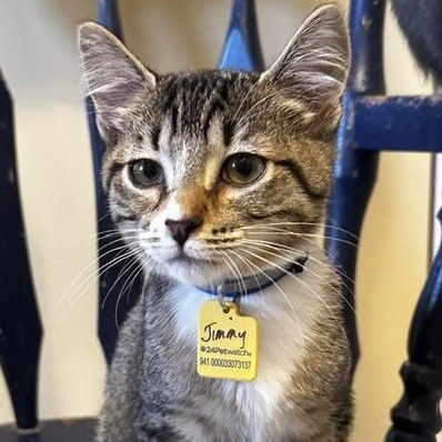 Enlarge Jimmy - Social and Playful, an adopted mixed breed in Hoquiam, WA image 4/4