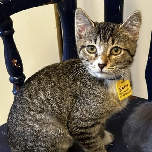Enlarge Jimmy - Social and Playful, an adopted mixed breed in Hoquiam, WA image 1/4