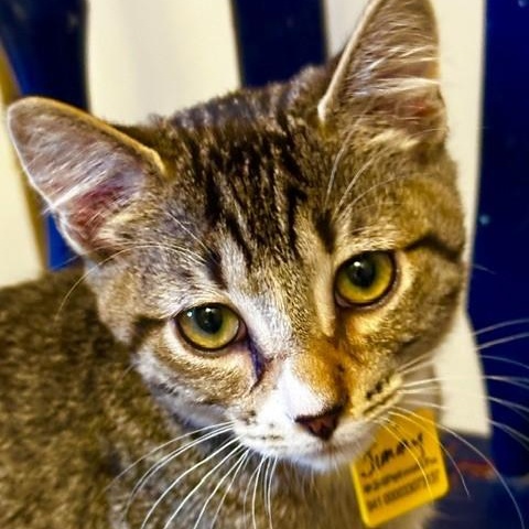Enlarge Jimmy - Social and Playful, an adopted mixed breed in Hoquiam, WA image 2/4