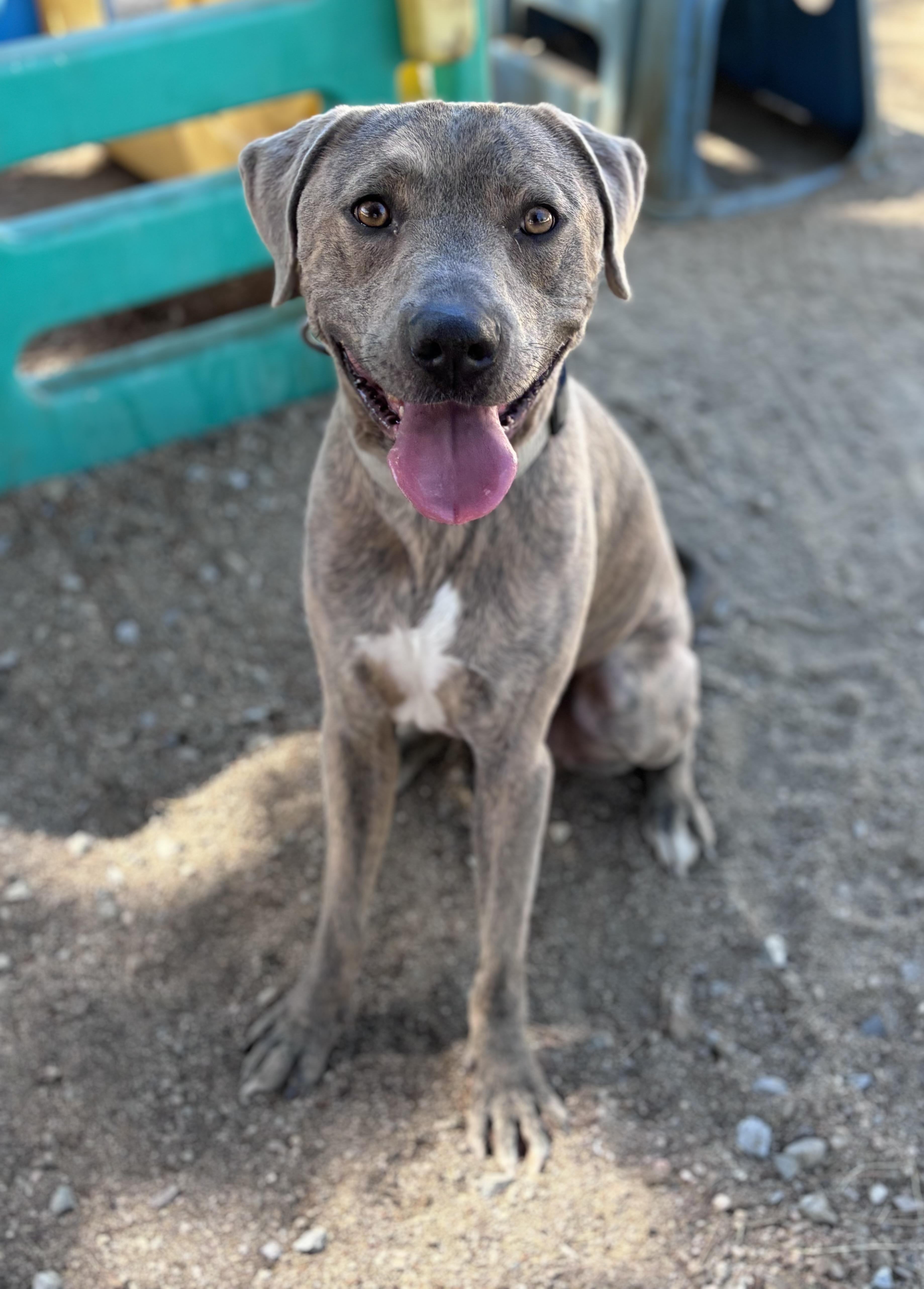 Pluto, a Adoptable Pit Bull Terrier in Chester , VA image 4/4