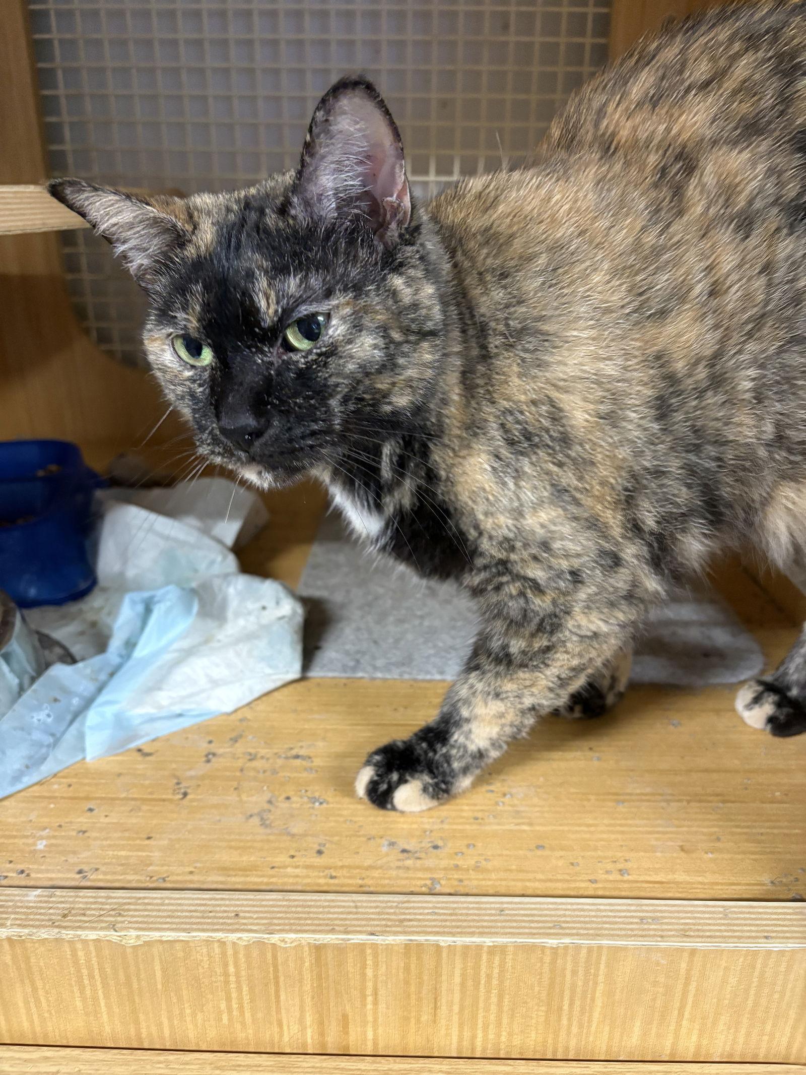 sophie, Adoptable, Adult Female Tortoiseshell.
