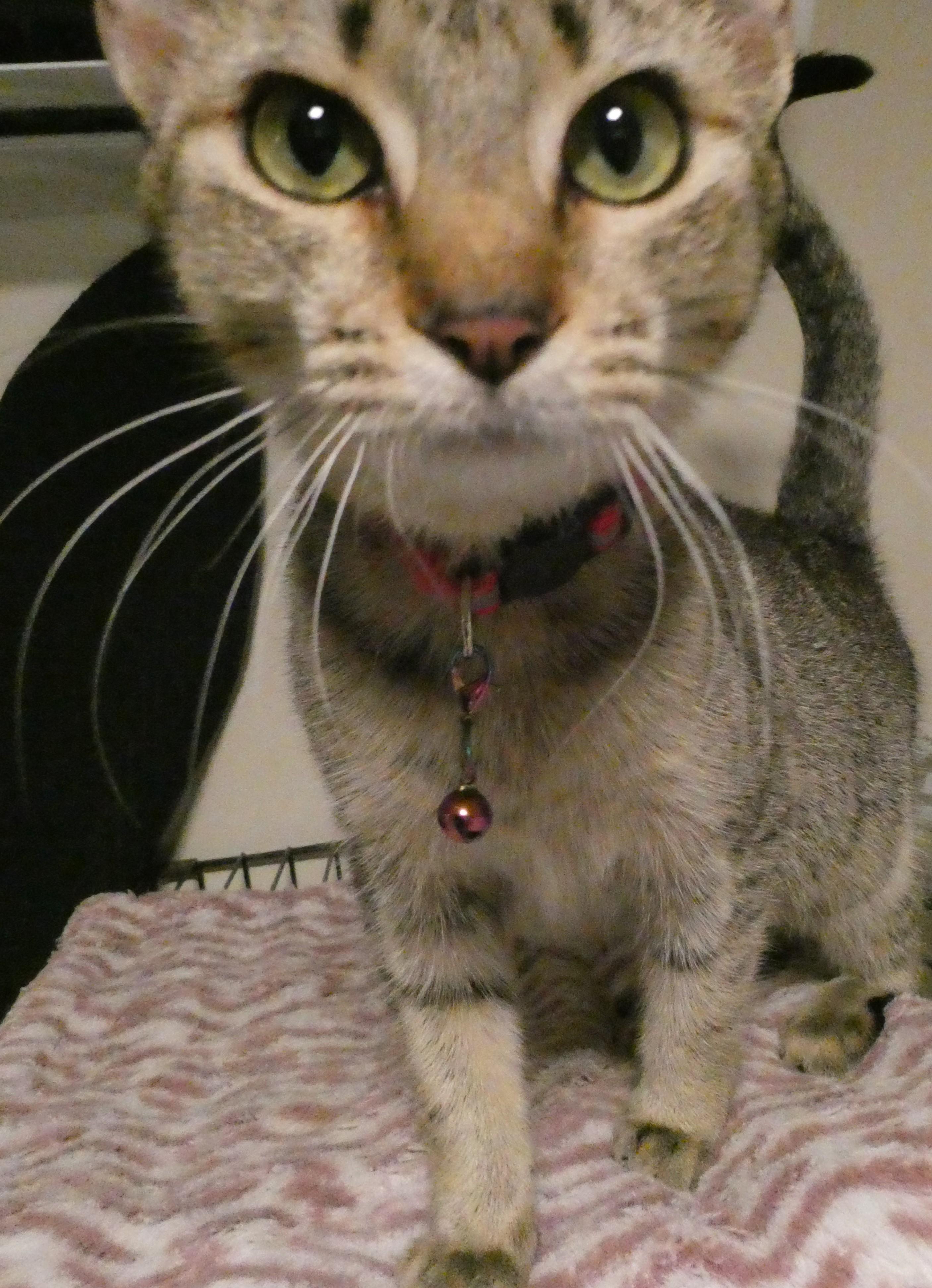 Enlarge Trixie, a ADOPTABLE Domestic Short Hair in Mount Sterling, KY image 2/5